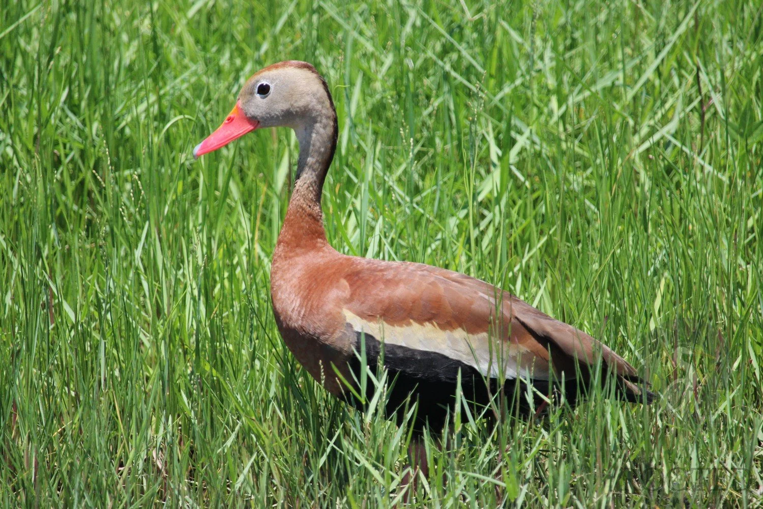 v_Whistling Duck_The Marshland Muse_IMG_9913