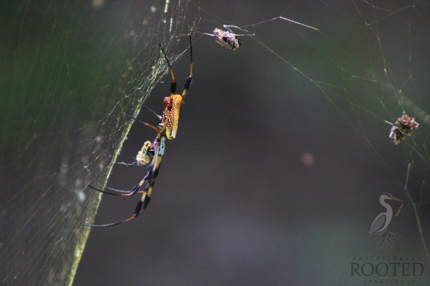 v_Golden Silk Orb_The Weavers Realm_IMG_8563