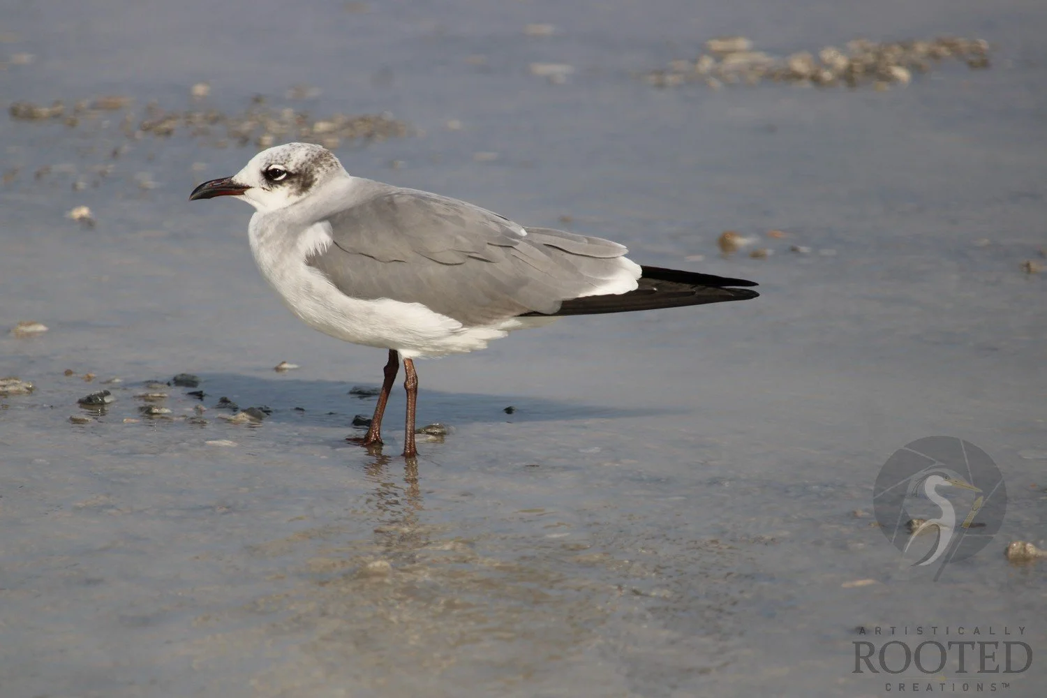 v_Laughing Gull Leucophaeus_The Watcher_IMG_1930