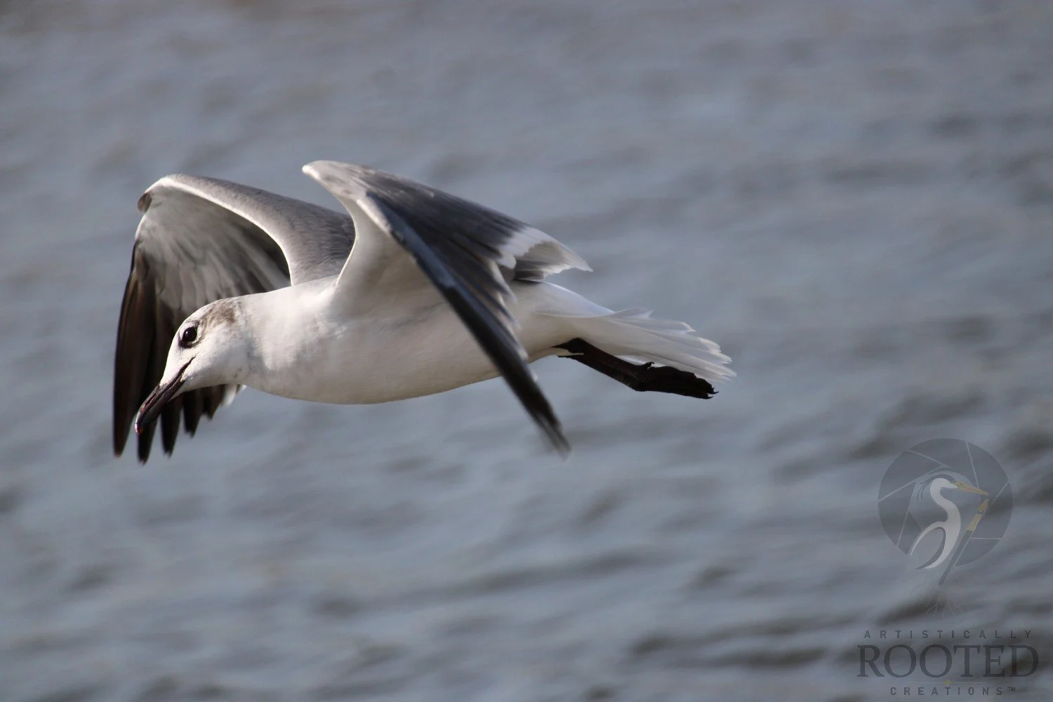 v_Laughing Gull_Watchful Eye_IMG_6997