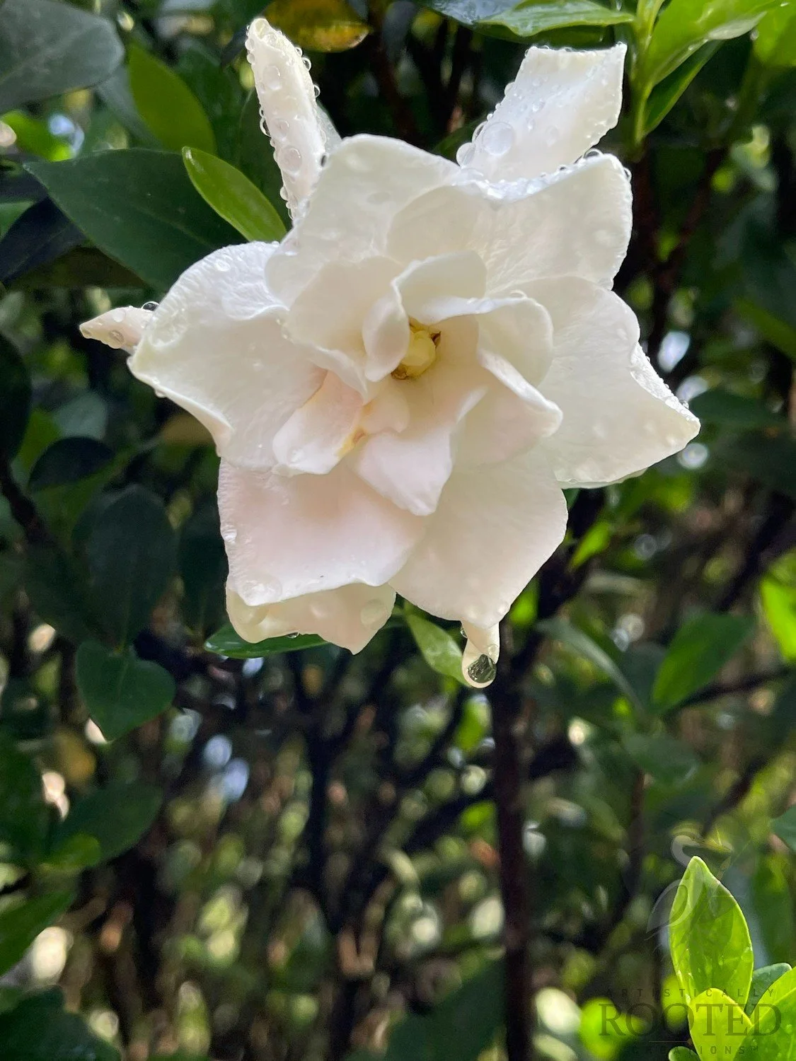 v_ Dwarf Gardenia_Luminous Blossom_IMG_1072.jpg