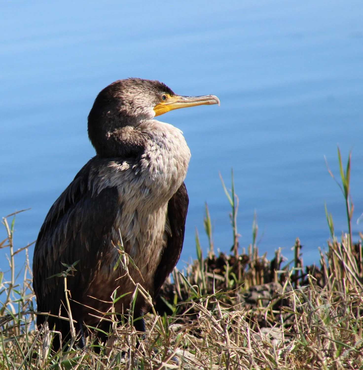 v_Cormorant_Cormorant in Command_IMG_0930