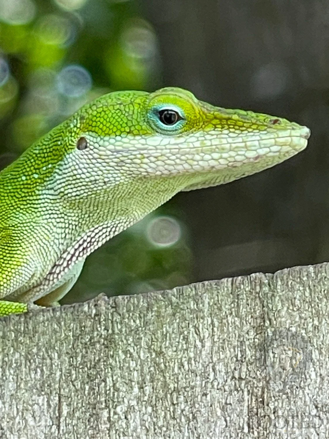 v_ Green Anole_Hidden in Plain Sight_IMG_0411.jpg