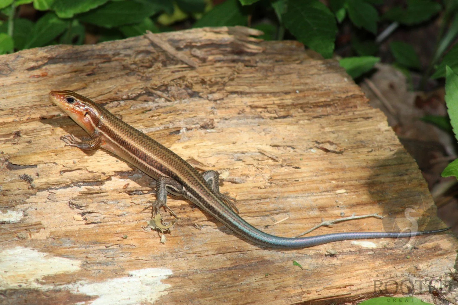 v_BroadHeaded SKINK_Little Longtail_IMG_1079