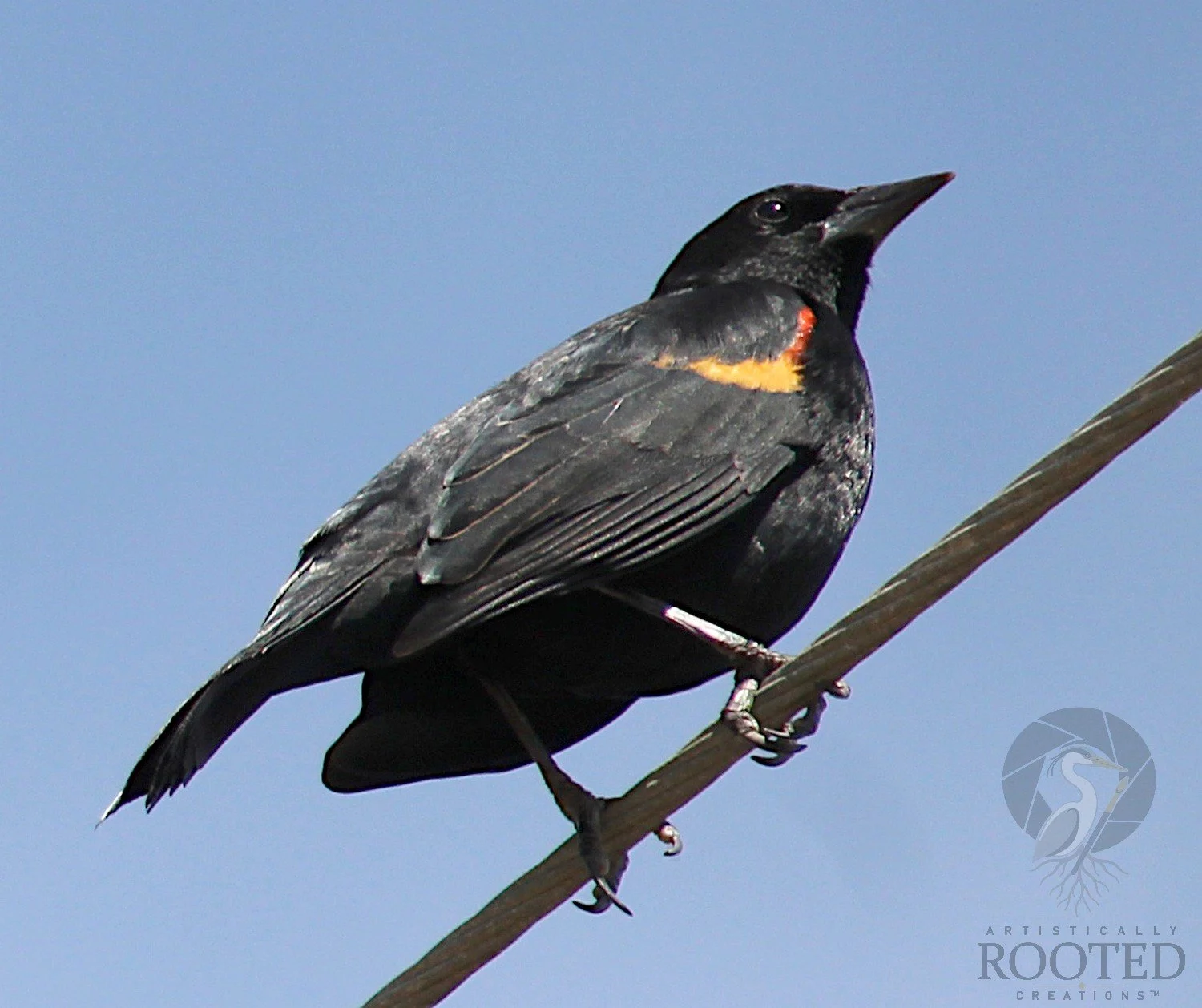 v_Red Winged Blackbird_Obsidian and Scarlet_IMG_3725
