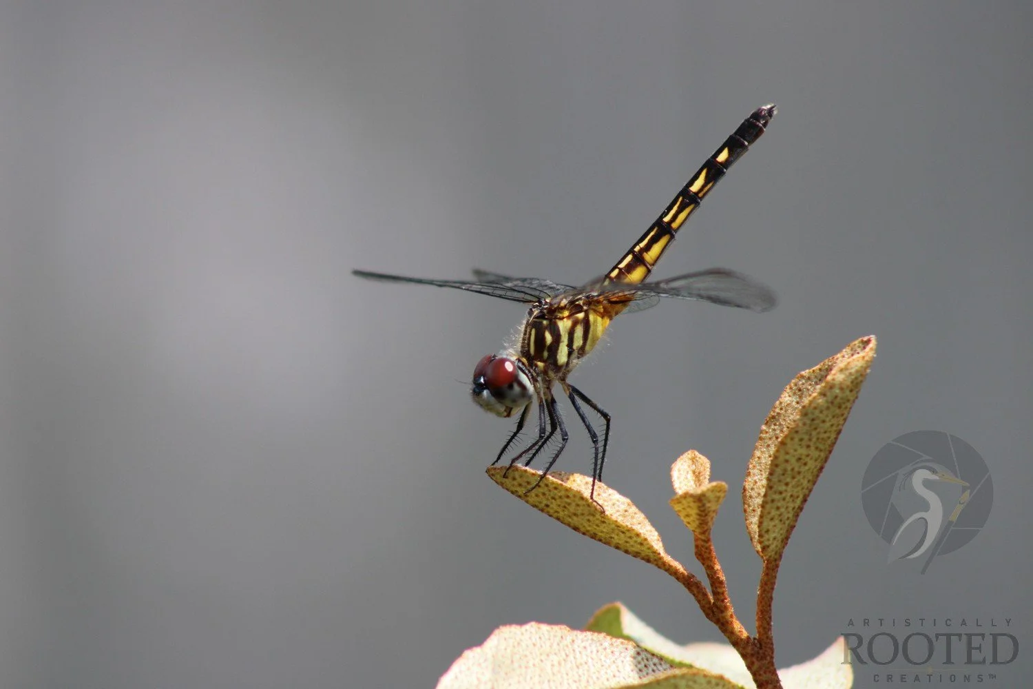 v_The Golden Blue Dasher_IMG_2080