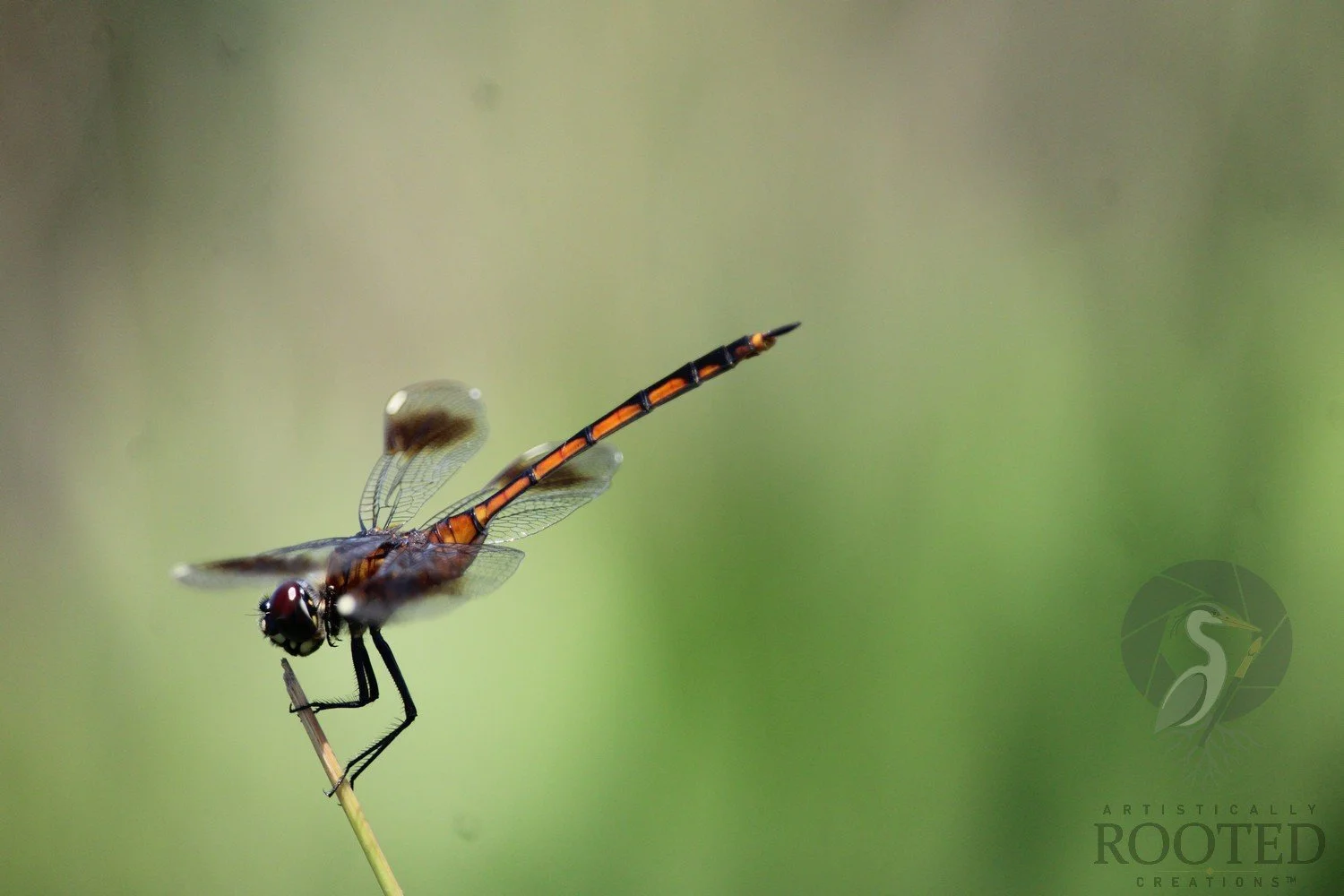 v_Four Spotted Pennant_Amber Tail_IMG_9891
