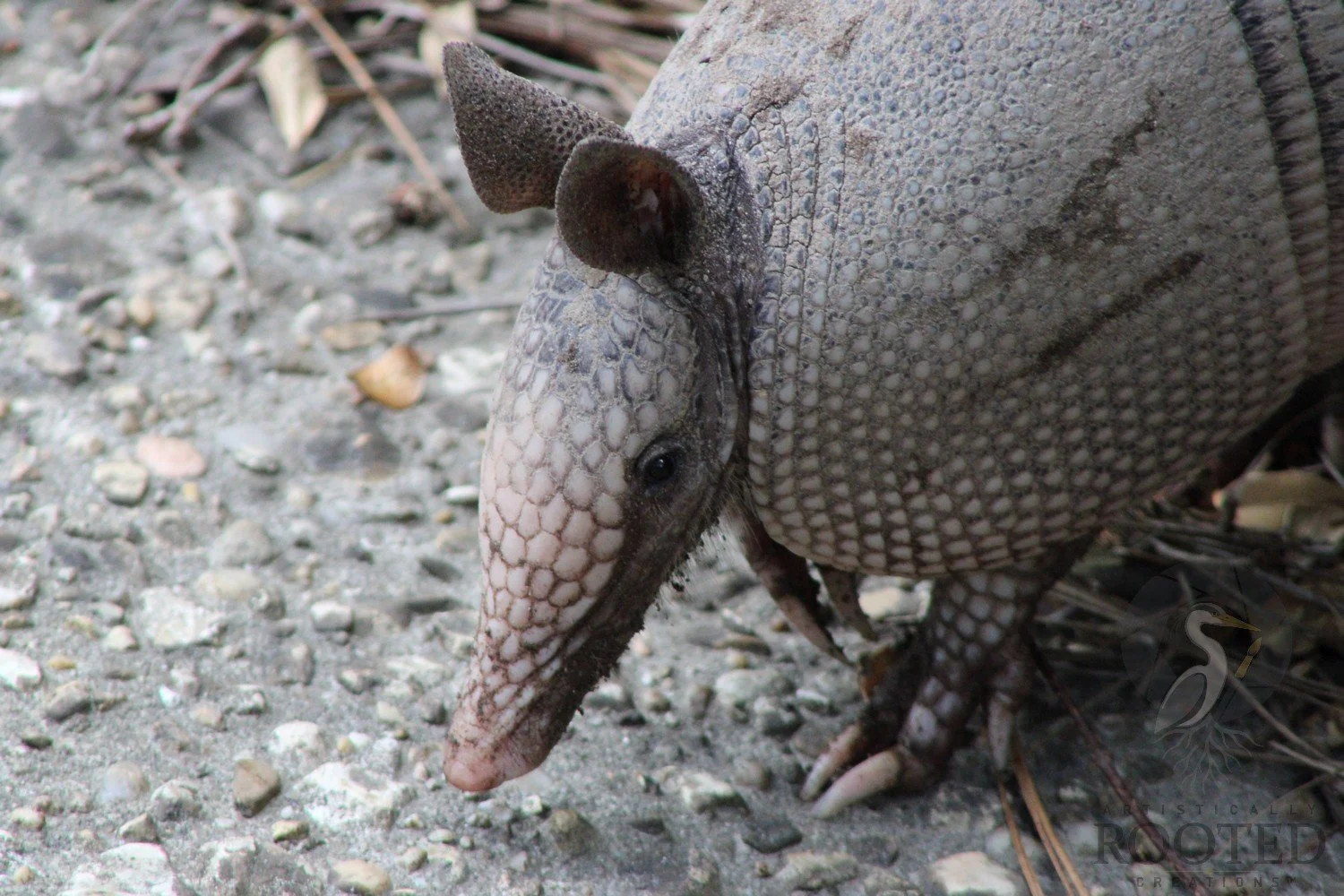 v_Nine-Banded Armadillo_The Armored Wanderer_MG_4045