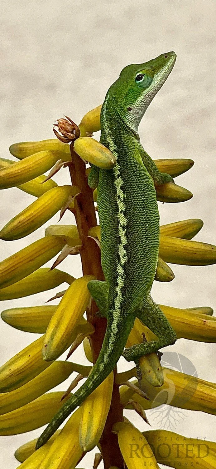 v_ Green Anole_Aloe Architecture_IMG_3316.jpg