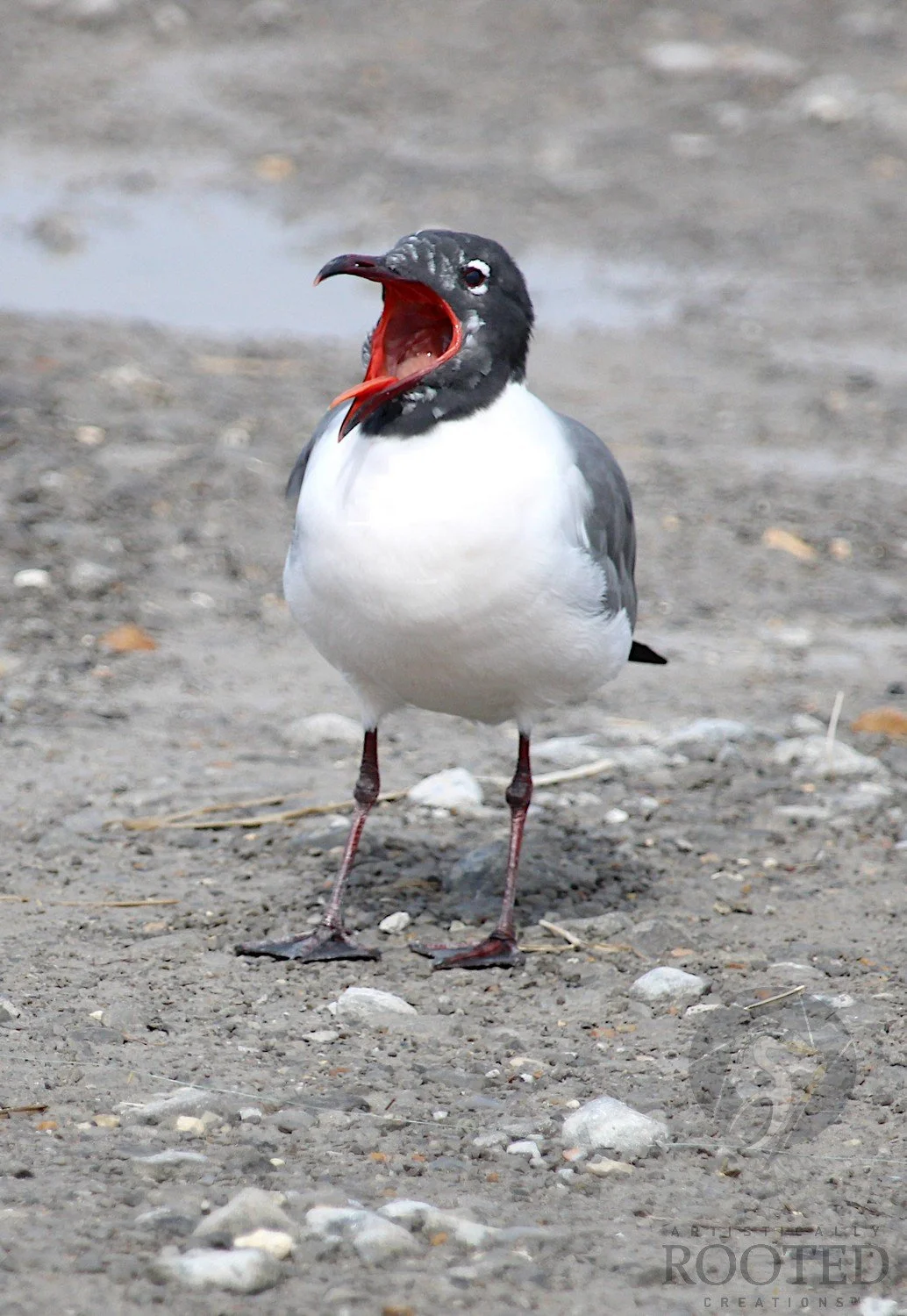 v_Laughing Gull_The Tideland Trumpet_MG_5945