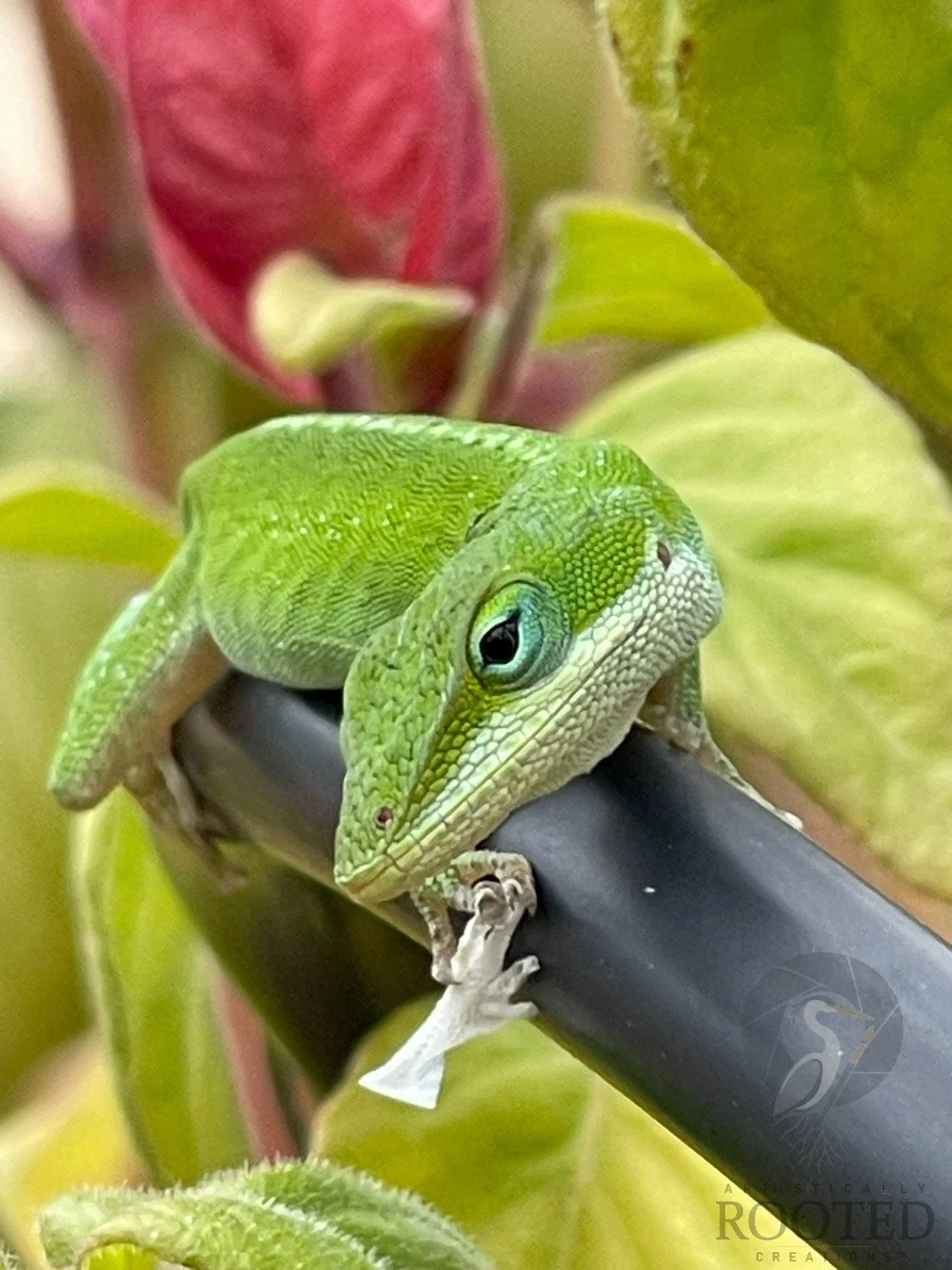 v_ Green Anole_Resting in Green_IMG_9100.jpg