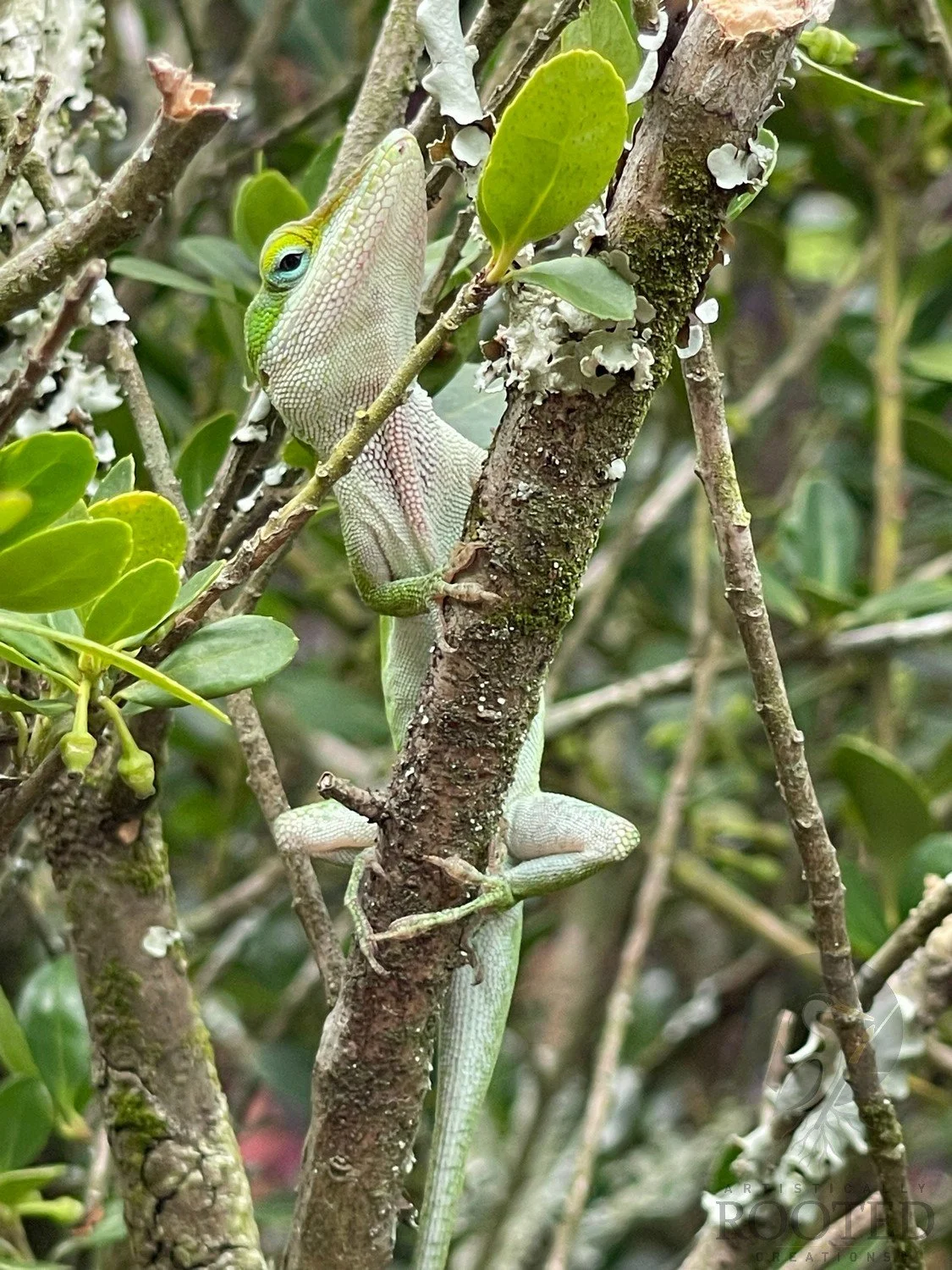 v_ Green Anole_Vertical Stance_IMG_5672.jpg