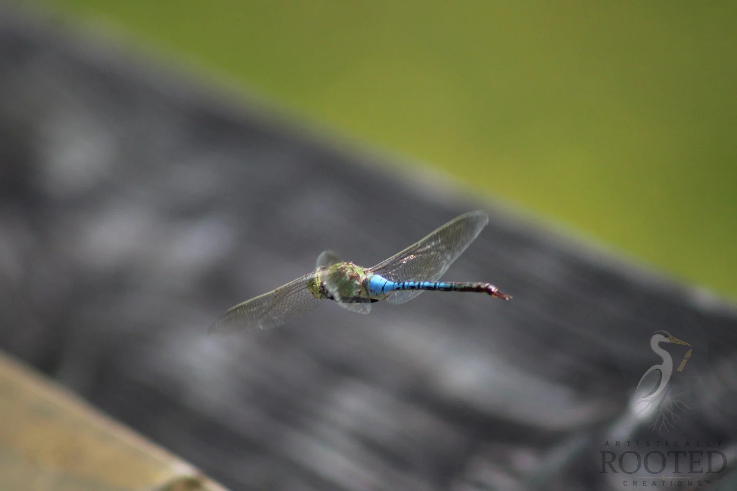 v_Green Darner Luminescent Escape_IMG_9276