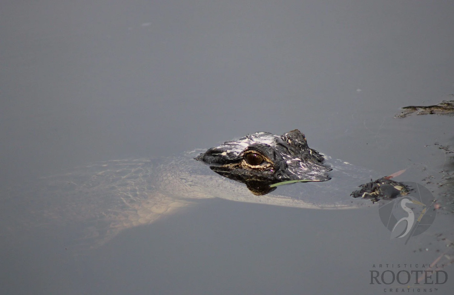 v_American Alligator_Waiting in the Wetlands_IMG_5827