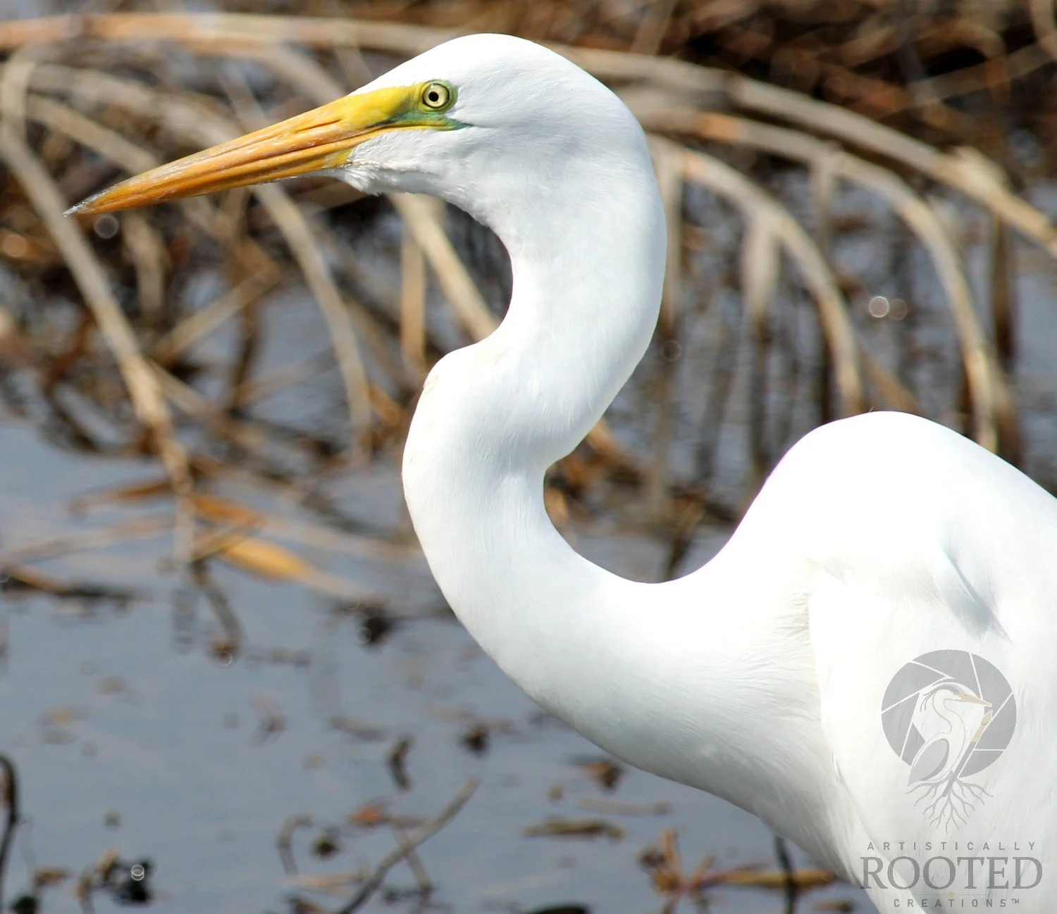 v_Great Egret_The Watchful One_IMG_3846