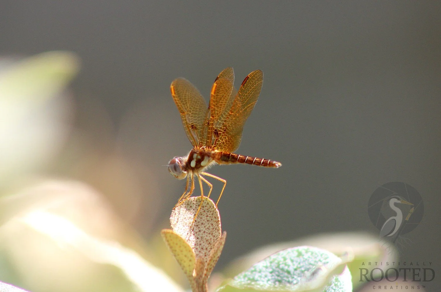 v_Eastern Amberwing_The Amber Emissary_IMG_2270