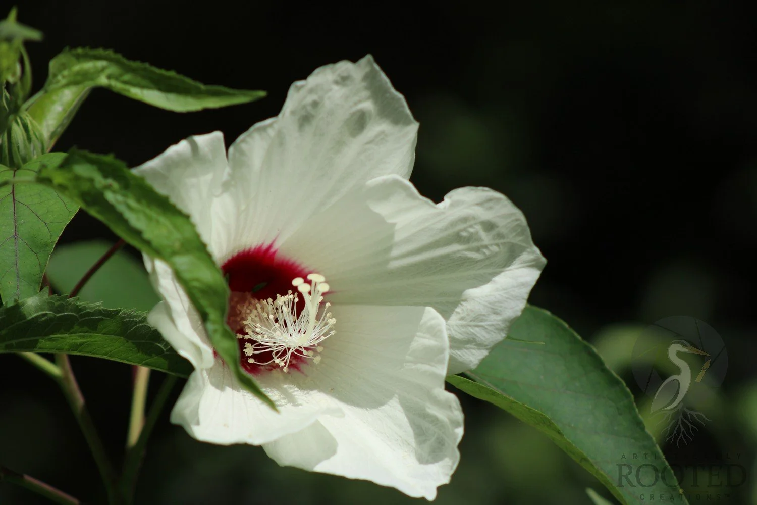 v_Swamp Rose Mallow_Crimson in White_IMG_5989