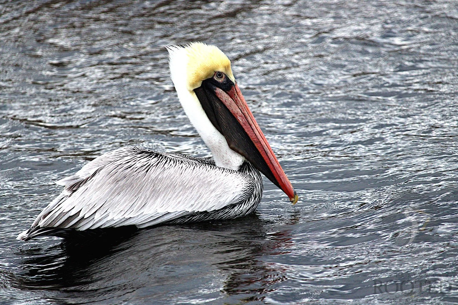 v_Brown Pelican_The Golden Crown Drifter_IMG_2391