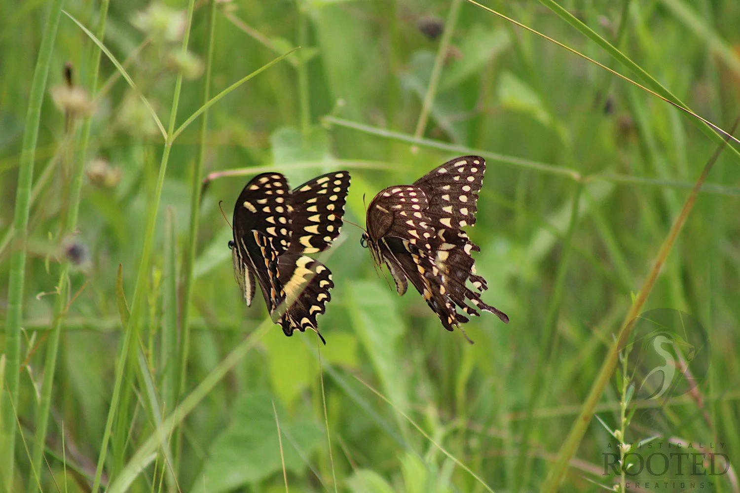 v_Palamedes Swallowtail_A Pause in Motion_IMG_5746