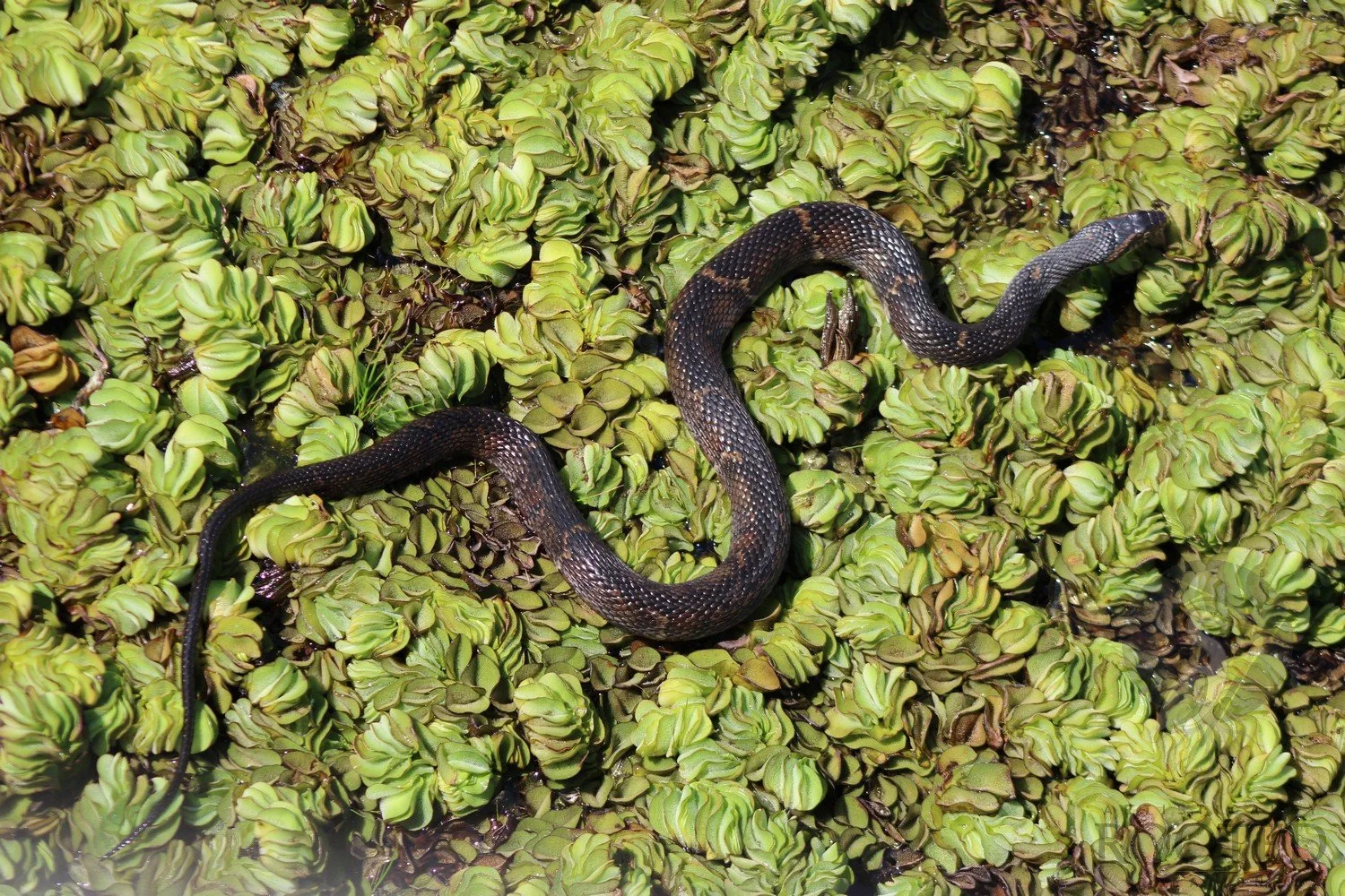 v_Broad Banded Watersnake_Winding Through the Wild_IMG_8734