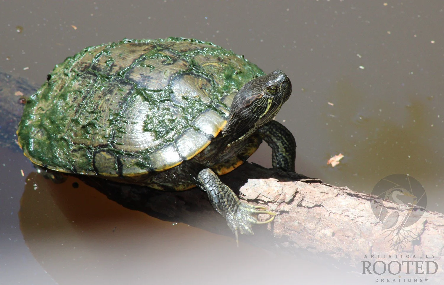 v_Red Eared Slider_A Pause on a Log_IMG_1805