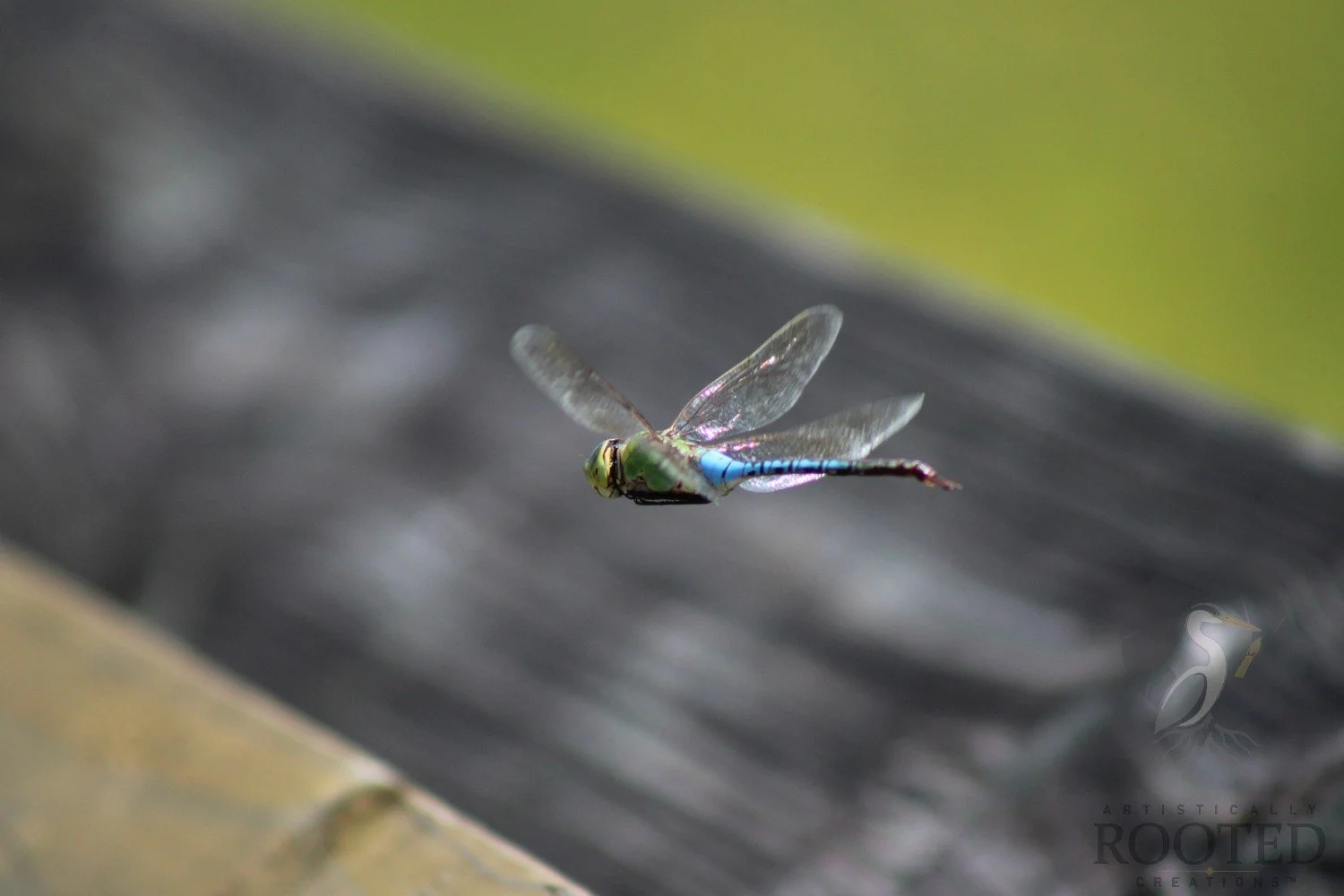 v_Green Darner_Luminescent Escape_IMG_9272