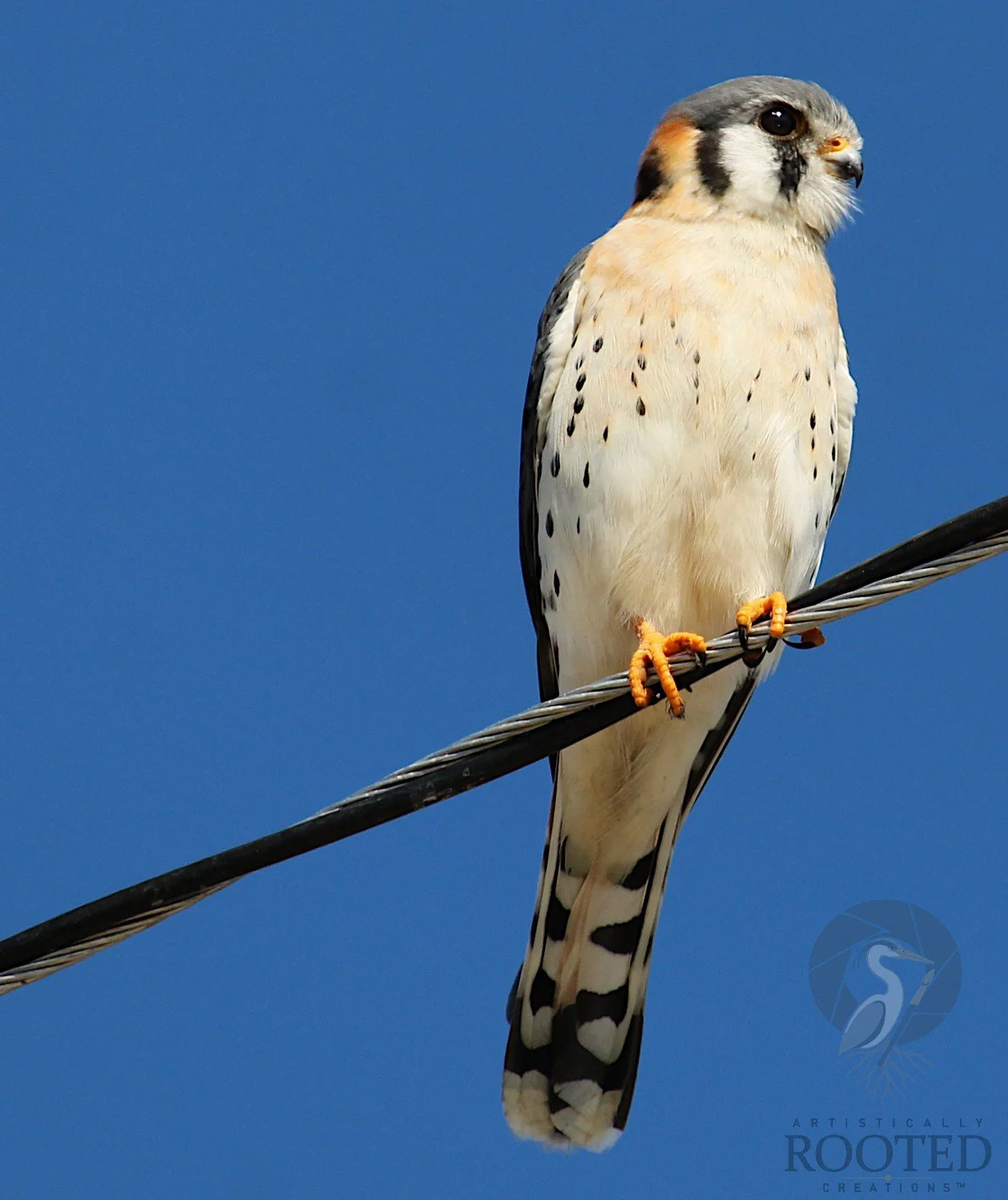 v_American Kestrel_Against the Blue_2IMG_3269