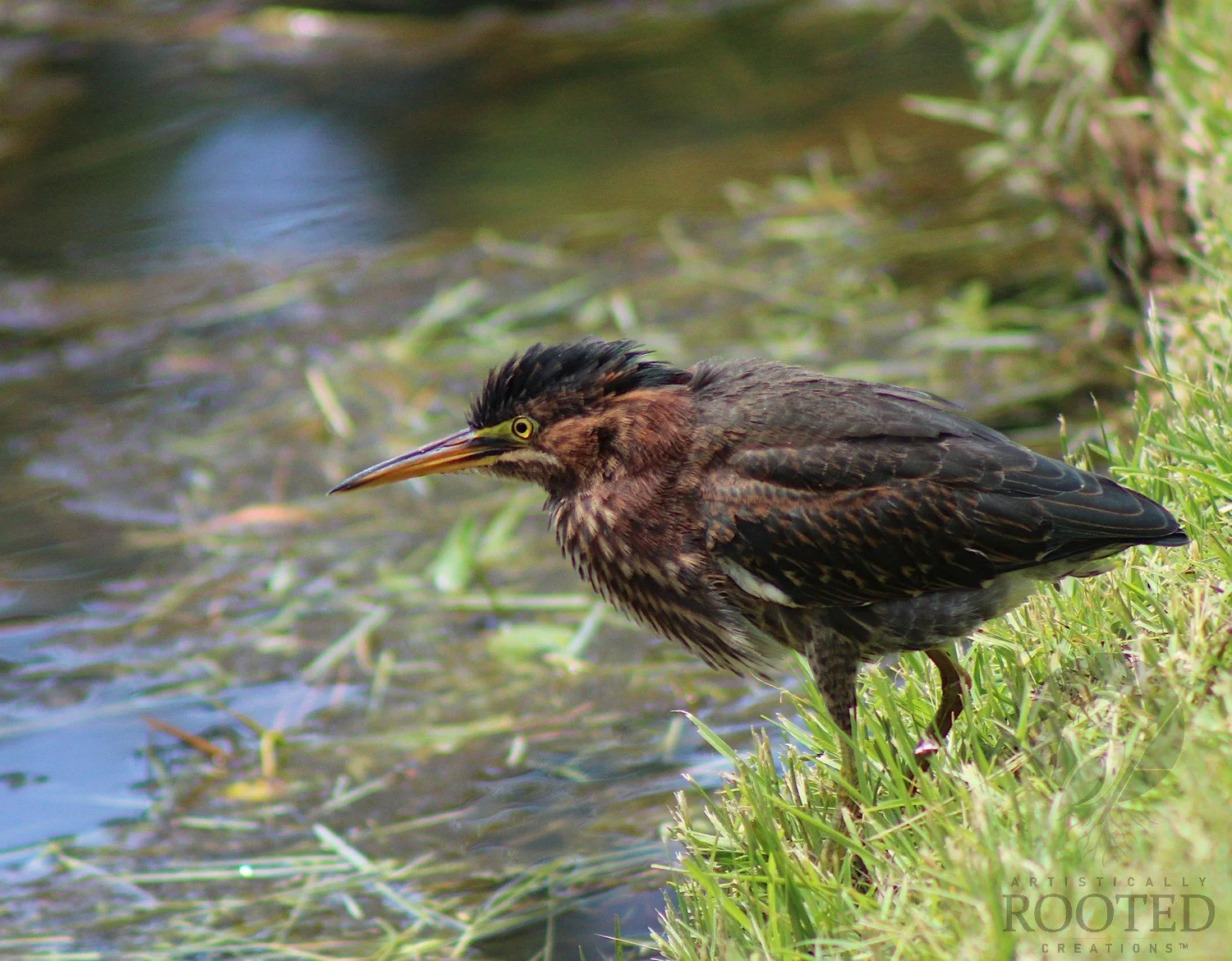 v_Green Heron_The Watchful Wader_IMG_5453
