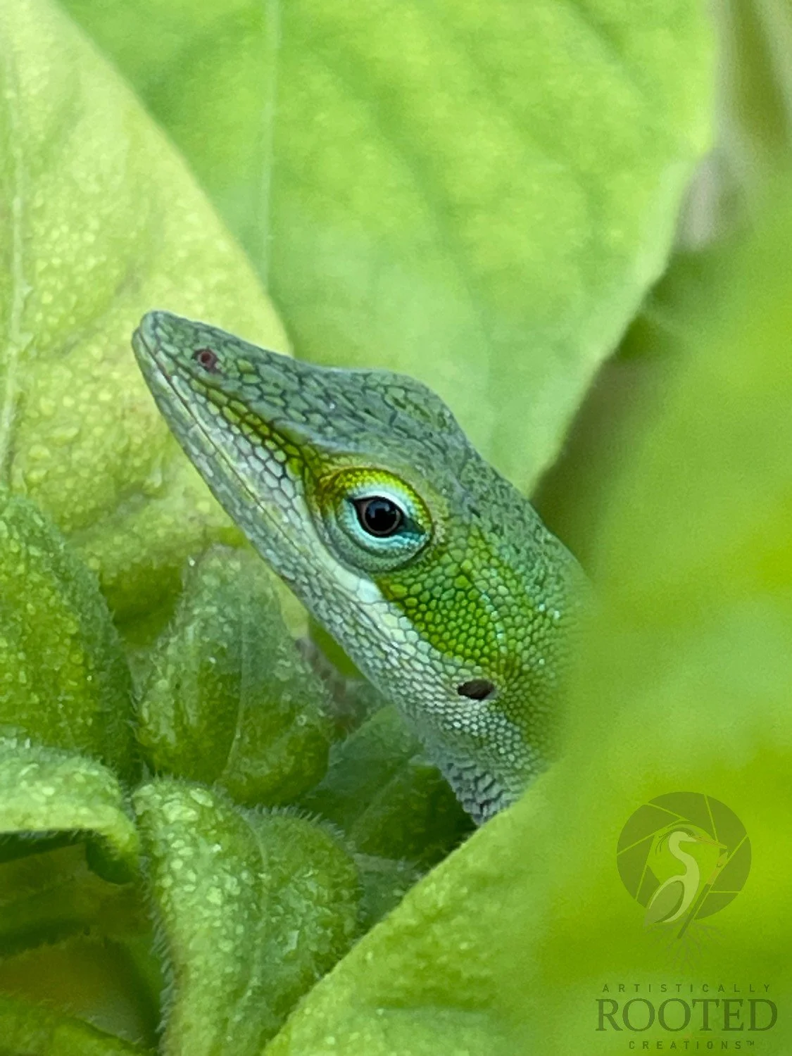 v_ Green Anole_The Emerald Gaze_IMG_5968.jpg