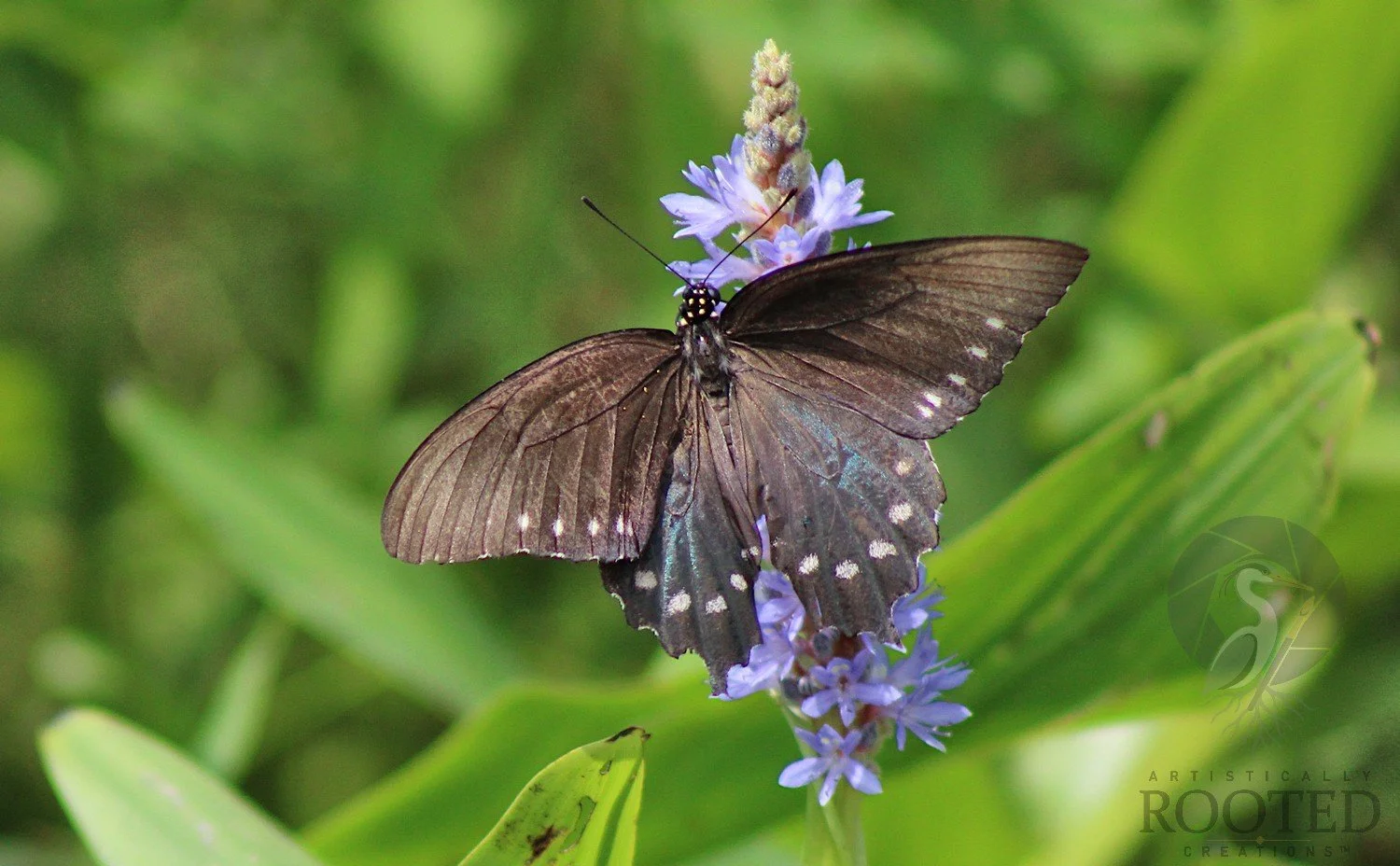 v_Pipevine Swallowtail BUTTERFLY_A Delicate Encounter_IMG_8190