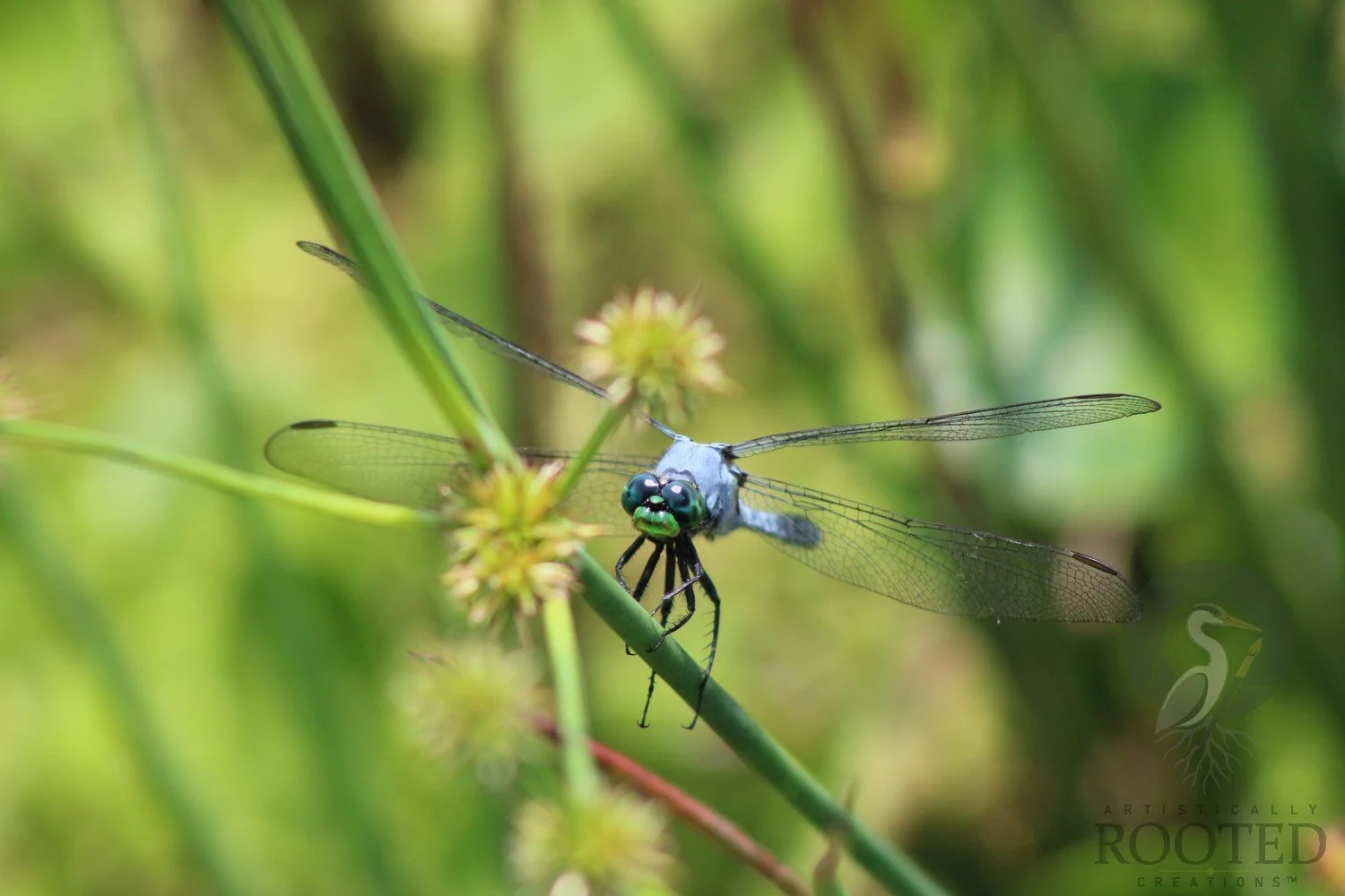 v_Eastern Pondhawk_Blue Among the Blossoms_IMG_3205