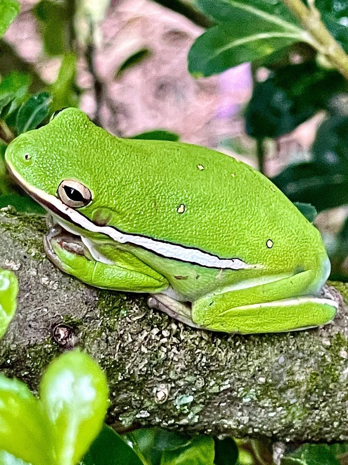 v_ Green Treefrog_The Nectar Touch_IMG_3772.jpg
