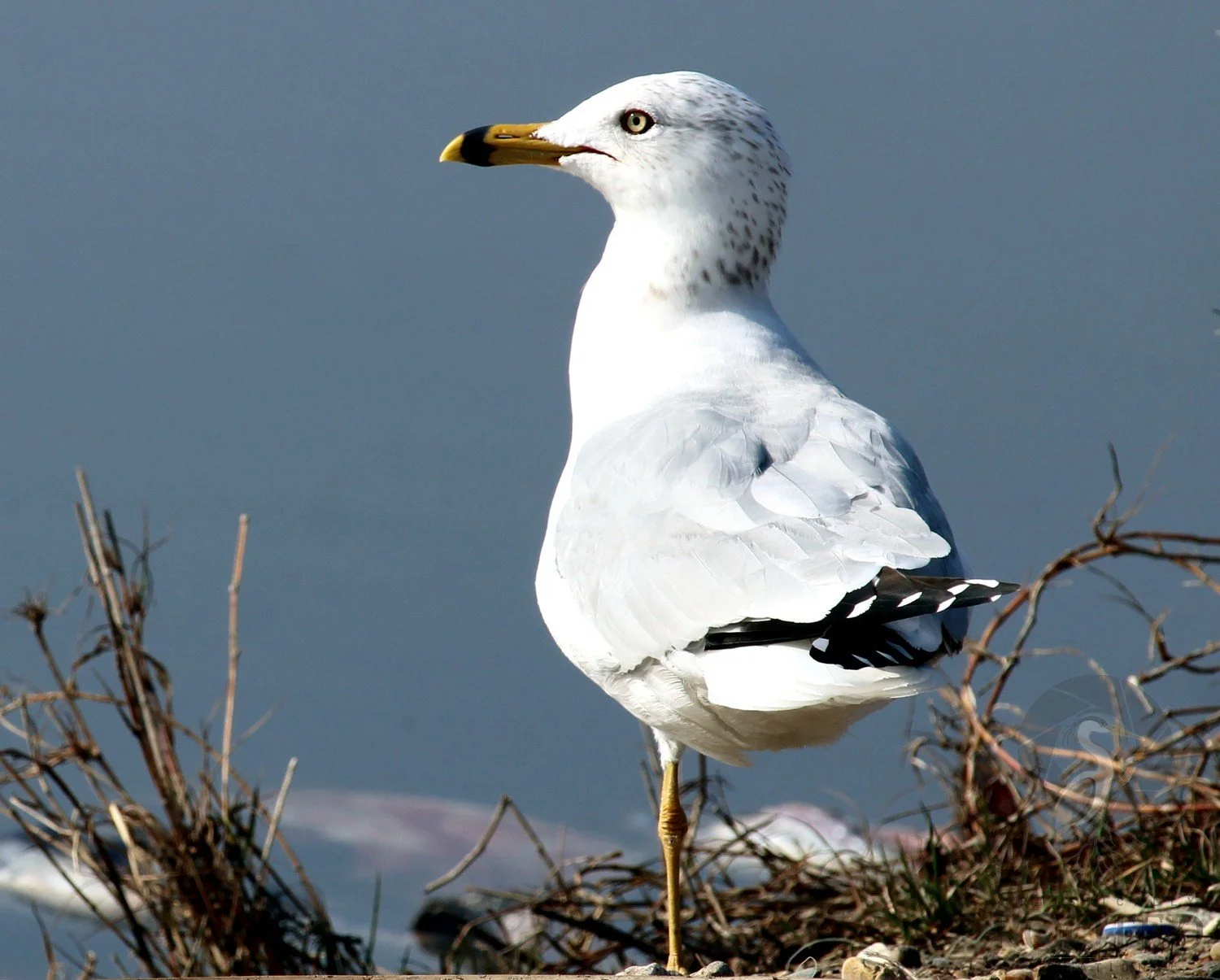 v_Ring Billed Gull _The Coastal Observer_IMG_4976