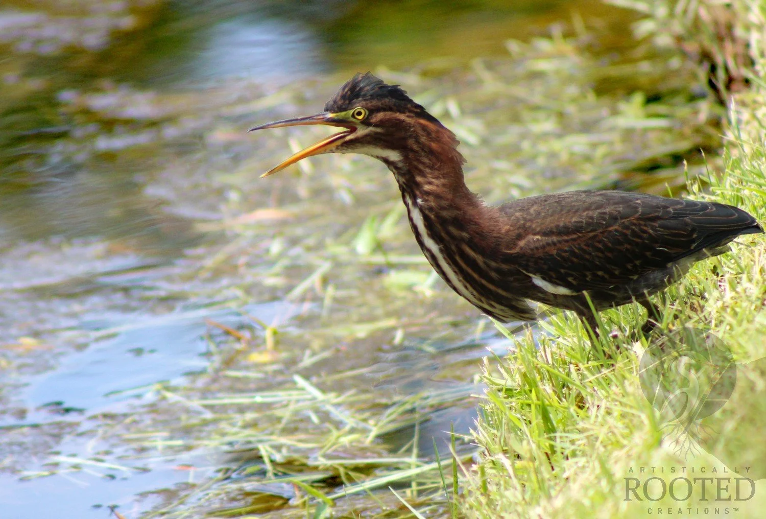 v_Green Heron_The Watchful Wader_IMG_5458