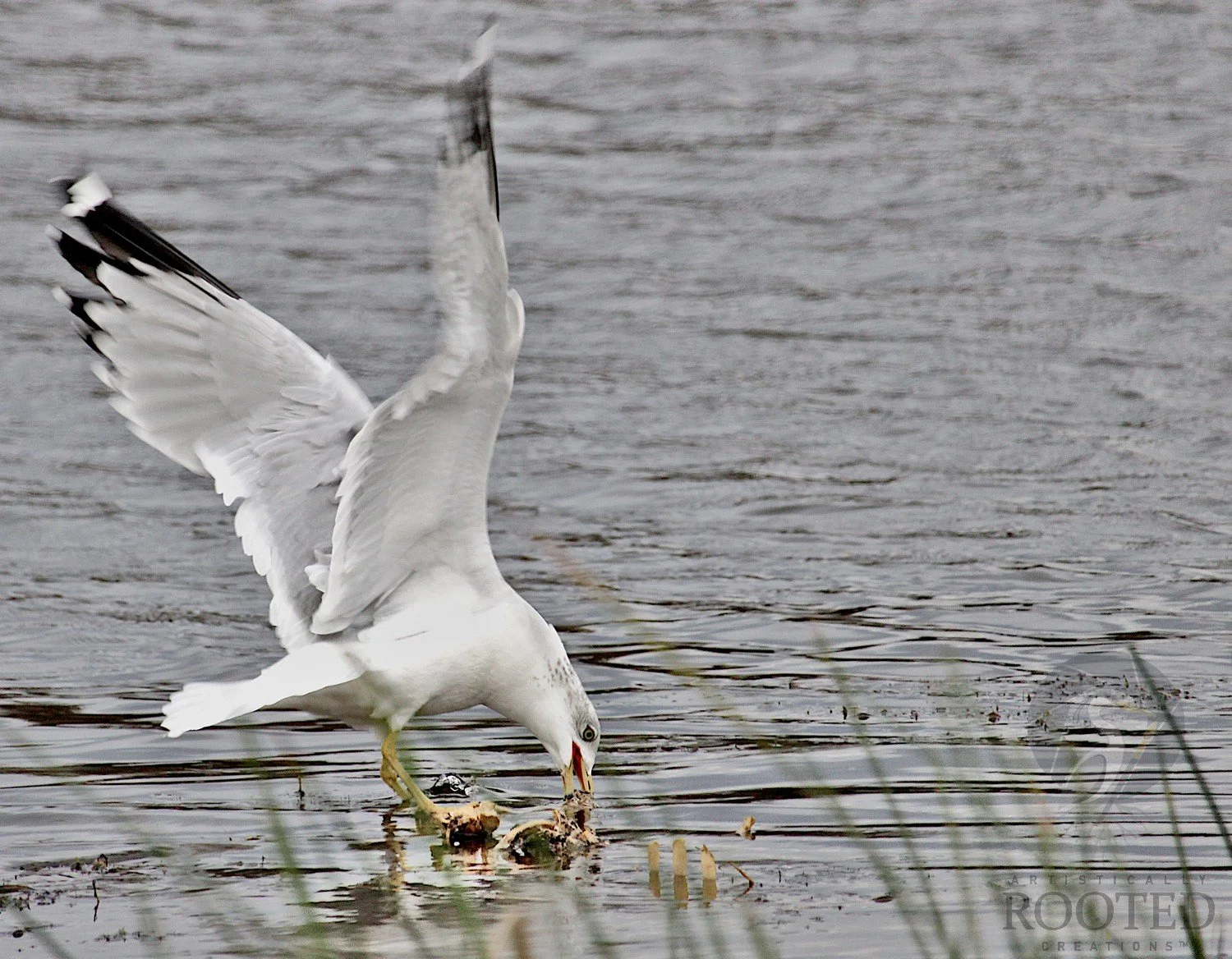 v_Ring Billed Gull_At the Waters Edge_IMG_2290