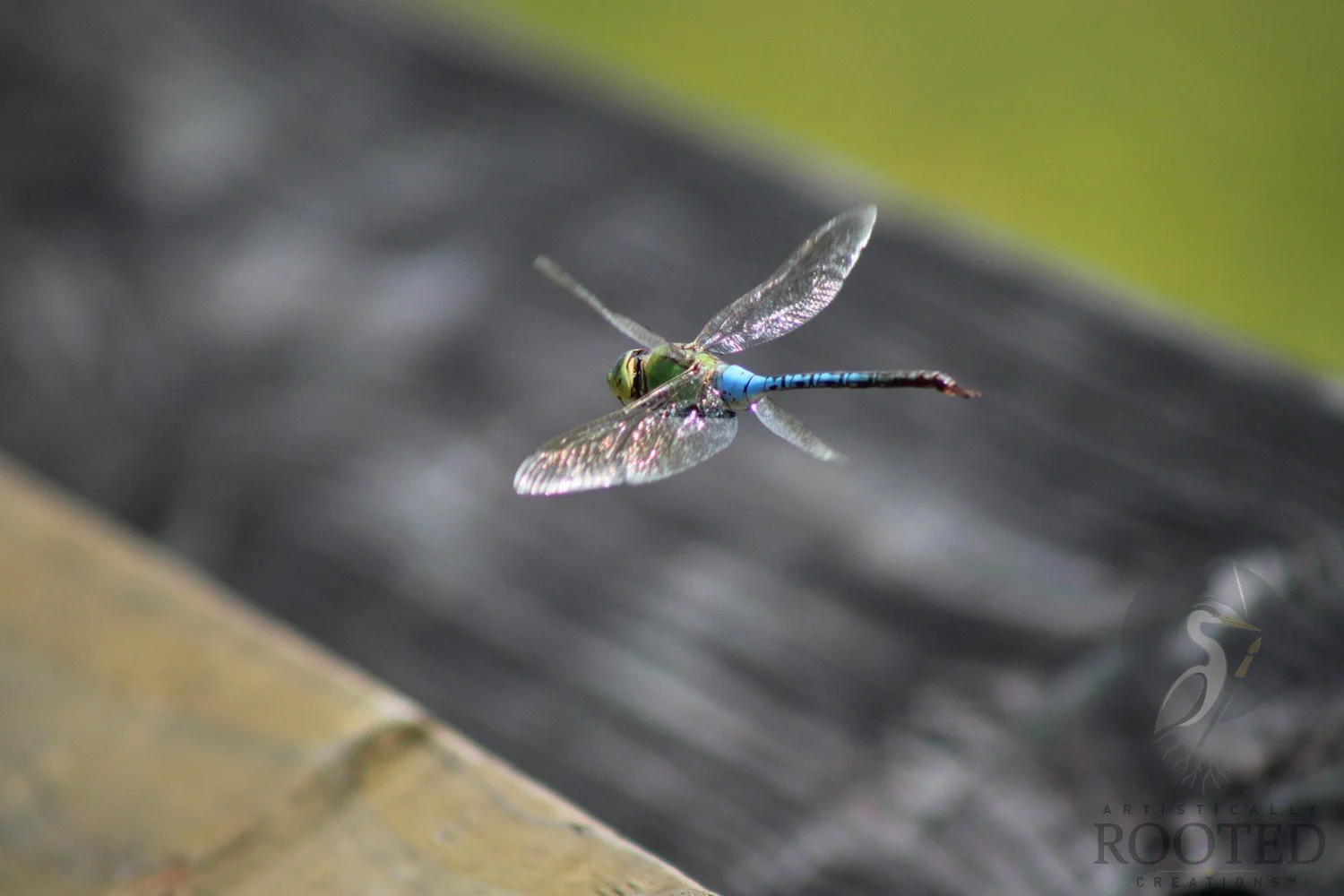 v_Green Darner Luminescent Escape_IMG_9273