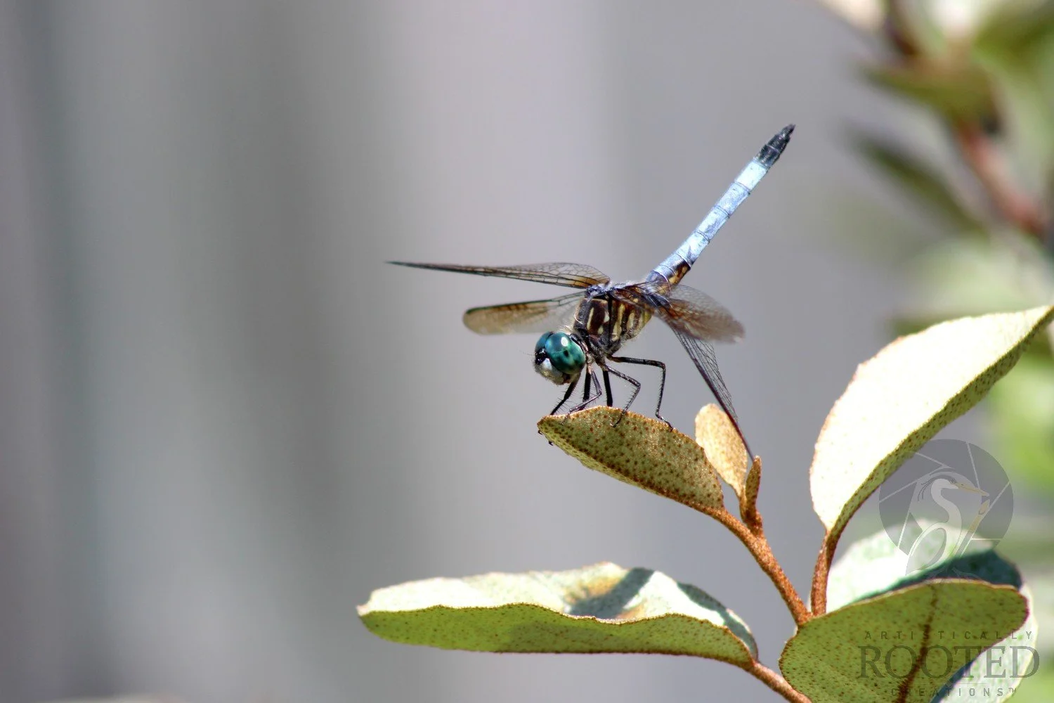 v_Blue Dasher_Gardian of the Garden_IMG_2625