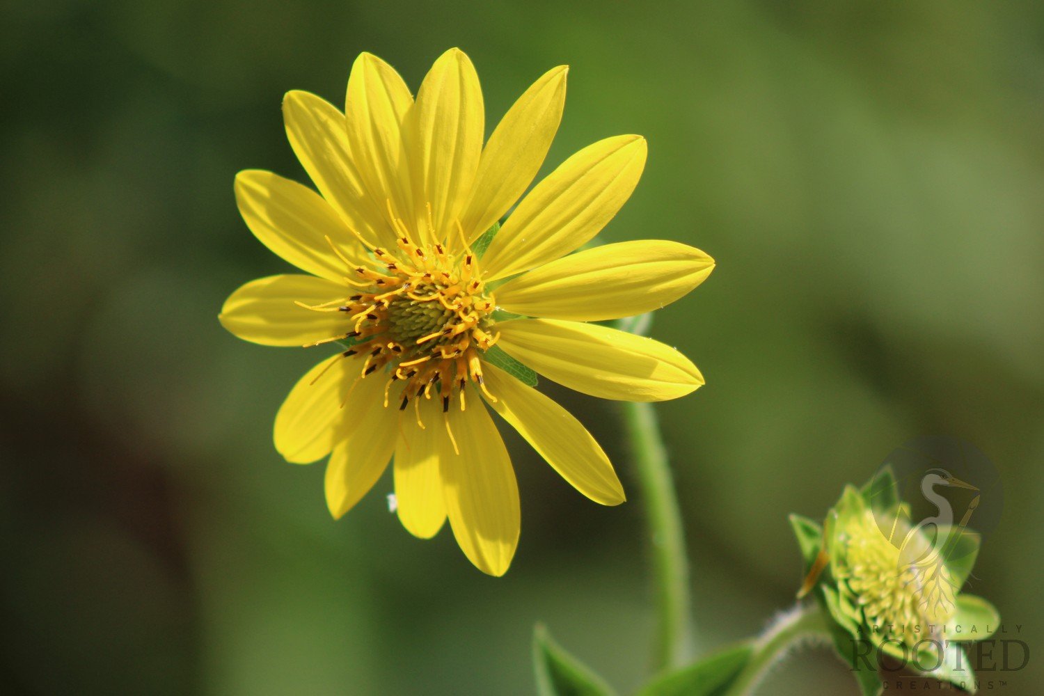 v_Sunflower_A Flower in Focus_IMG_5973