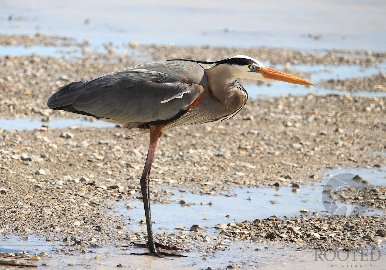 v_Great Blue Heron_The Herons Horizon_IMG_5575