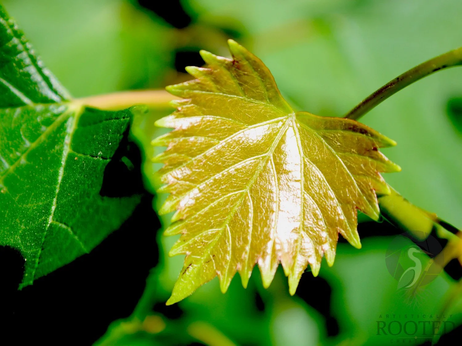 v_Sand Grape_The Golden Canopy_IMG_1391