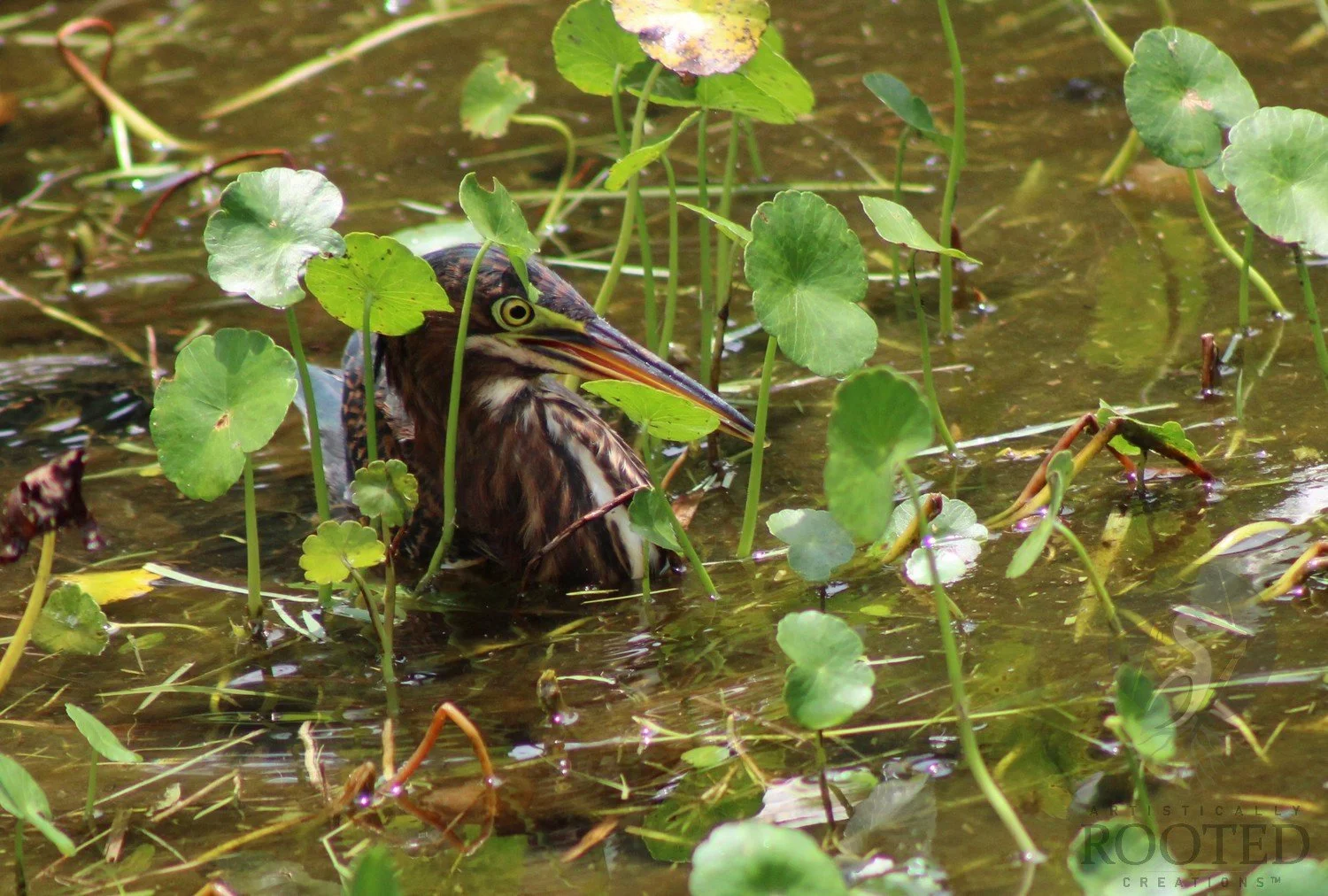 v_Green Heron_The Watchful Wader_5384