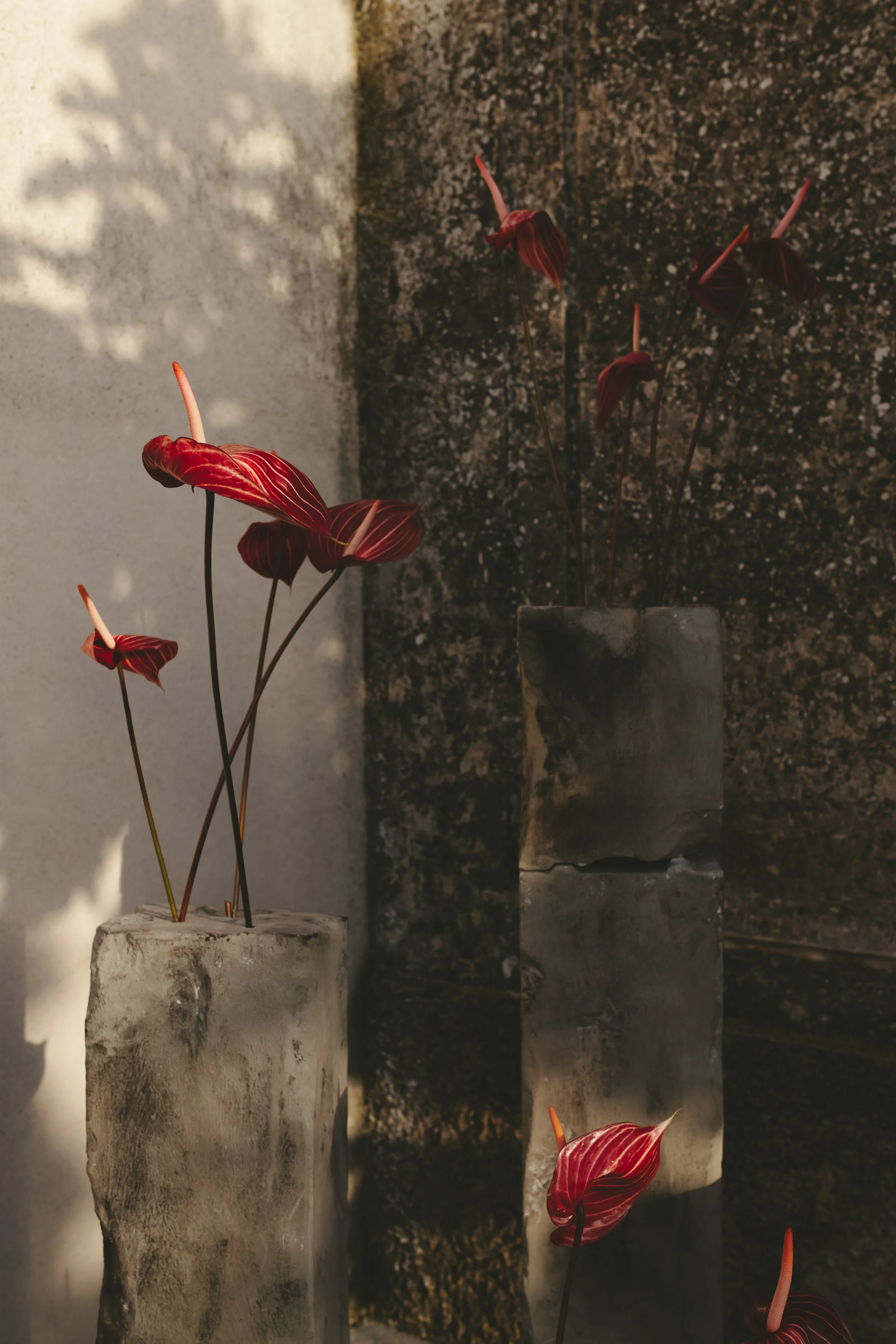 Red and pink striped anthurium flowers on dark stems in concrete blocks and a stone wall background.