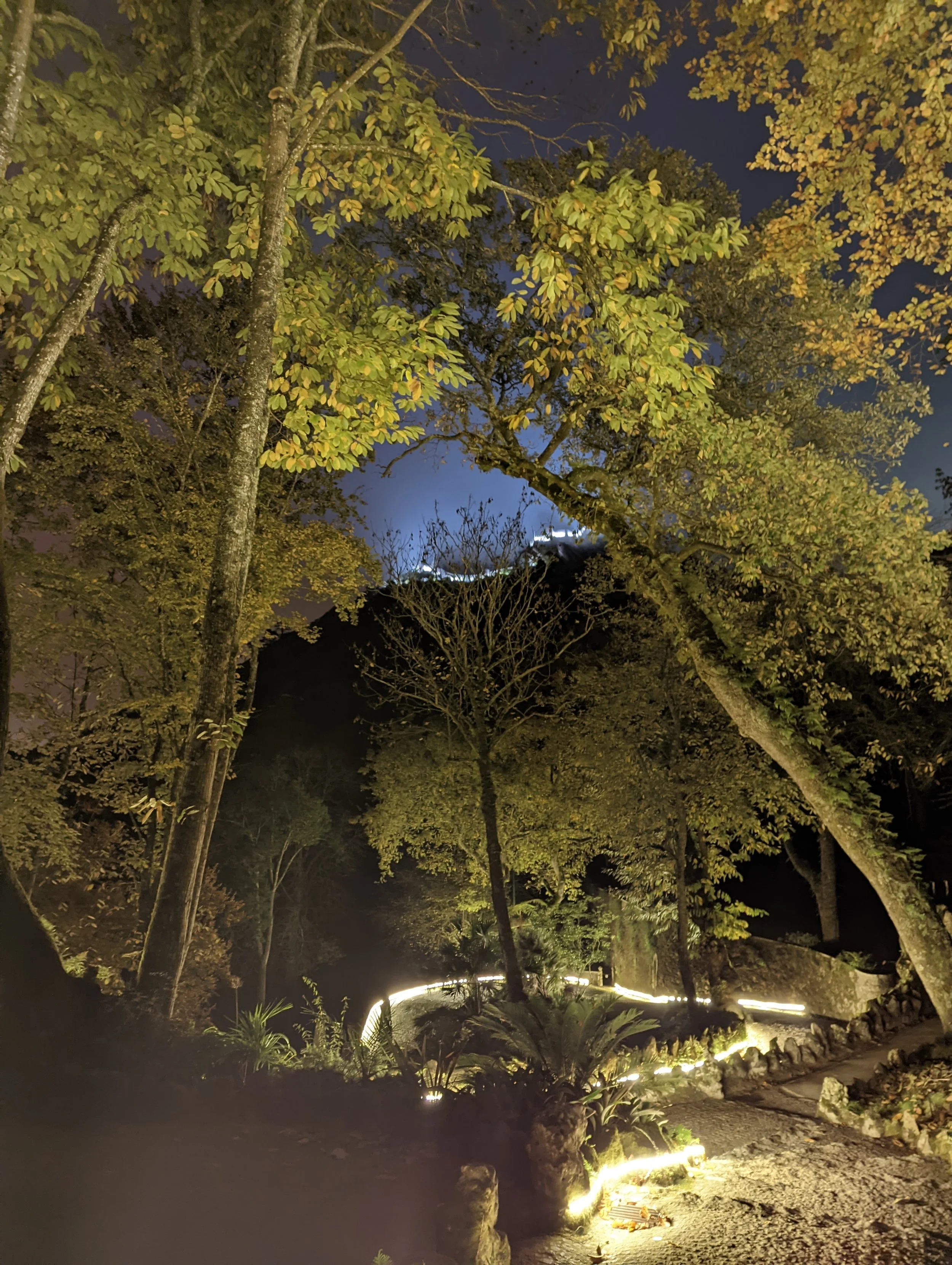 Night view of trees with green and yellow leaves illuminated by ground lights, with a hillside and building lights in the background.