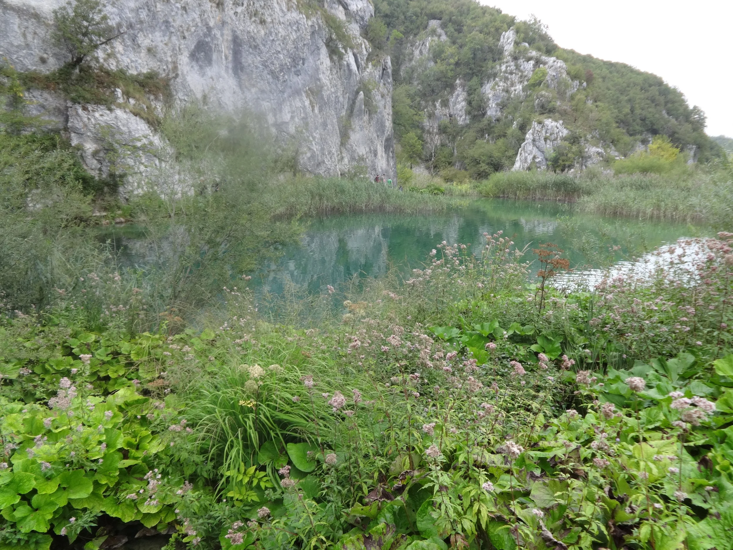 A natural landscape featuring a calm body of water with green plants in the foreground, surrounded by tall bushy trees and rocky cliffs in the background.