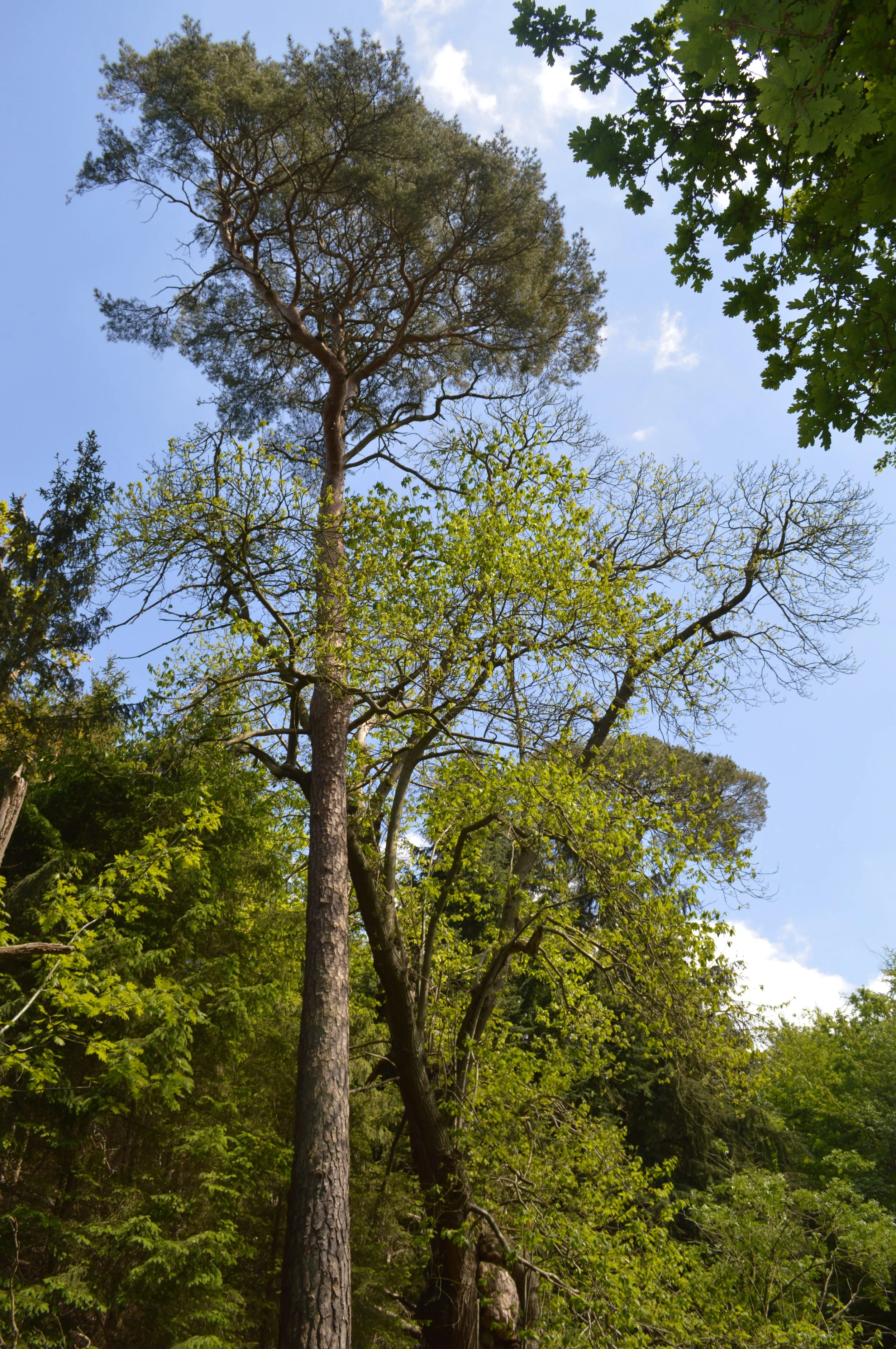 DSC_0006.JPG