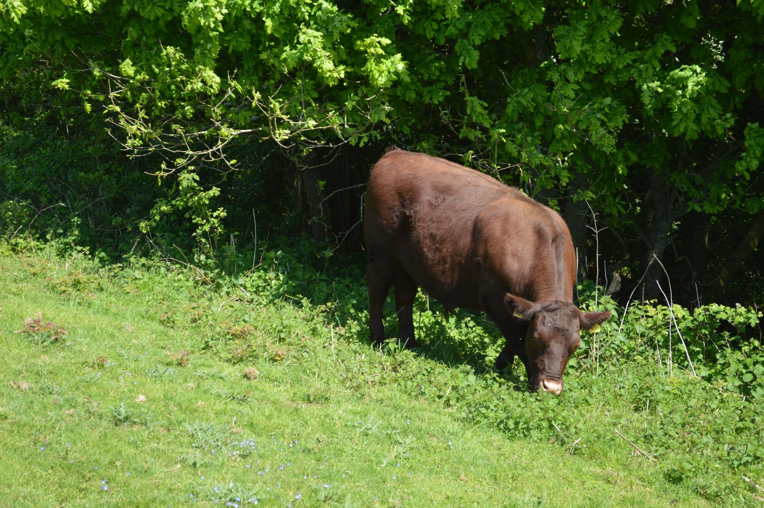 DSC_0013.JPG