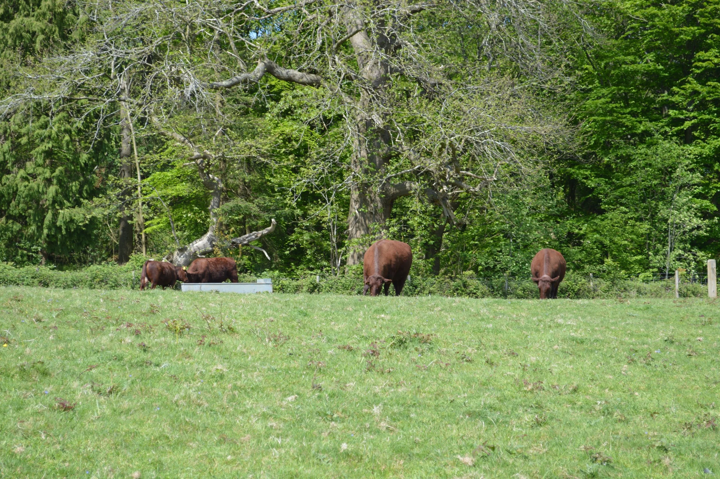 DSC_0014.JPG