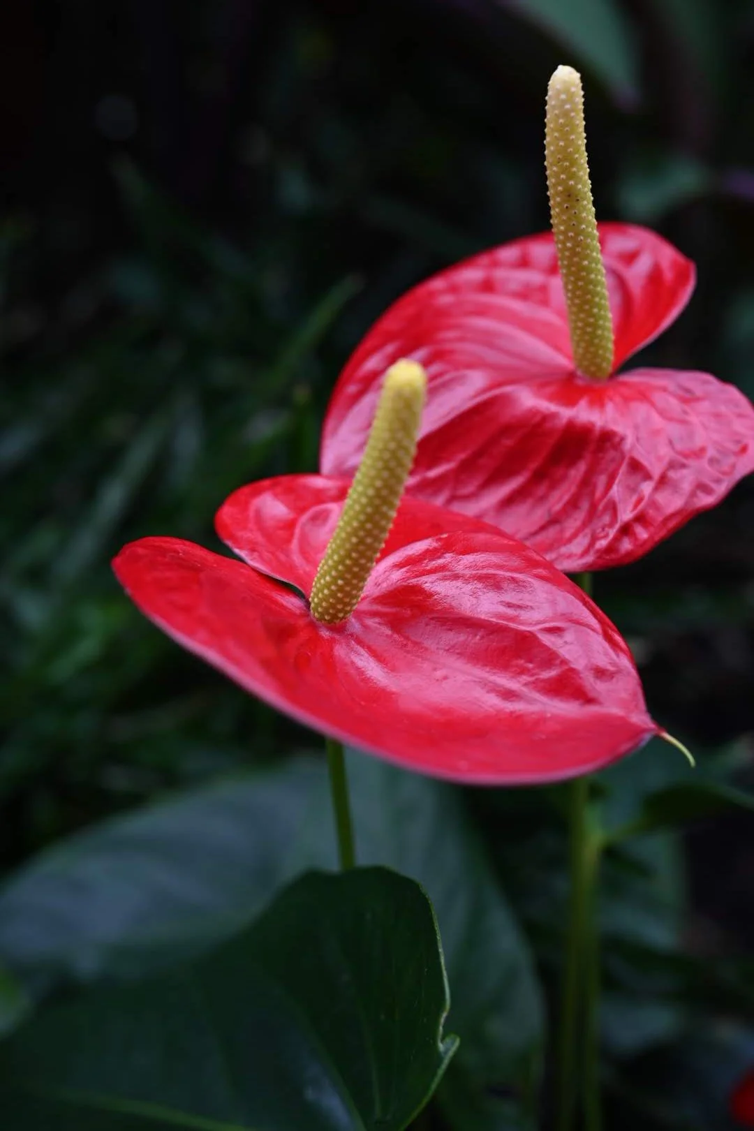 DSC_5224.JPG