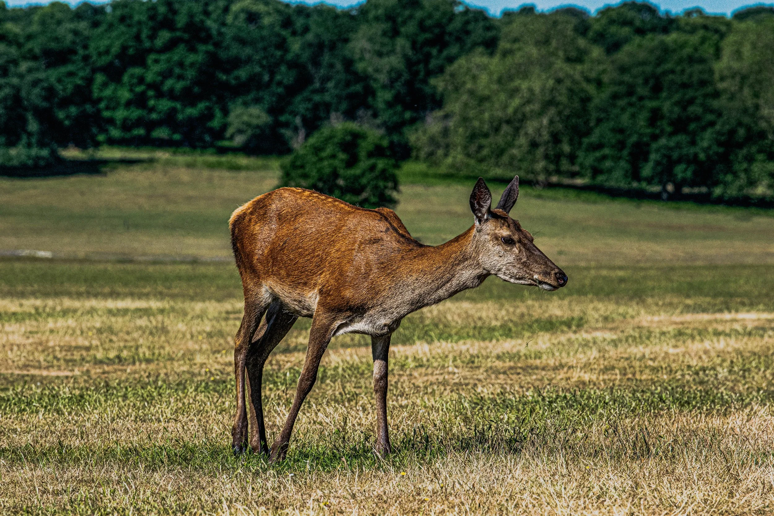 _DSC0009-Edit.jpg