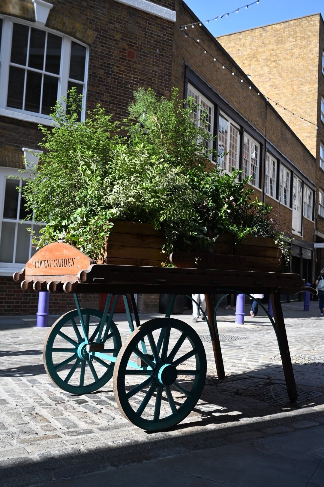 DSC_5862.JPG